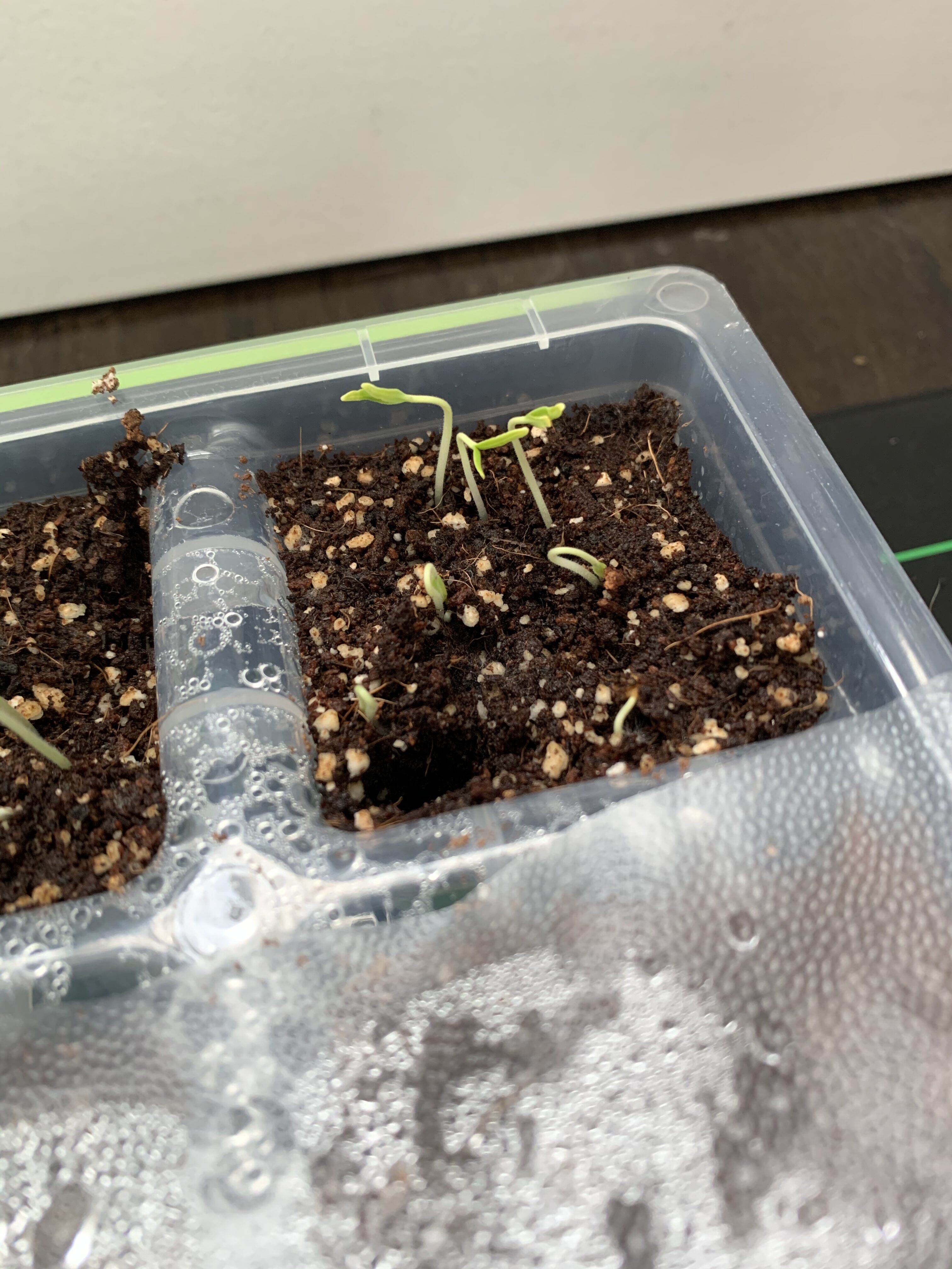 8B3B7D27 DB5E 4D84 BA46 D6556C1F6E82 How fast do tomato seedlings grow?