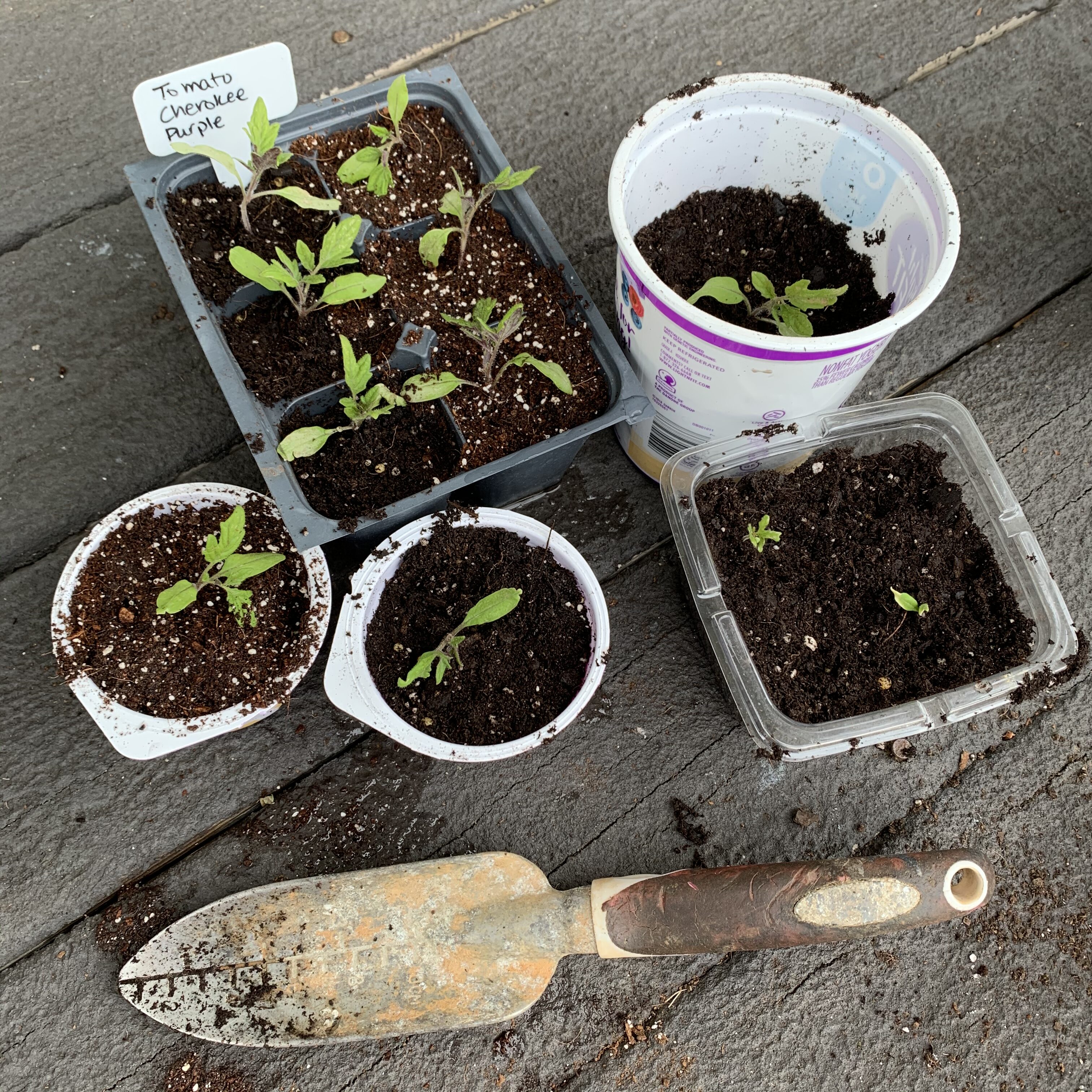 05F5679A 19B0 4262 8122 C3A00AAF080D Comparing Burpee Organic Seed Starting Mix vs Miracle Gro Moisture Control Potting Mix for transplanted tomato seedlings
