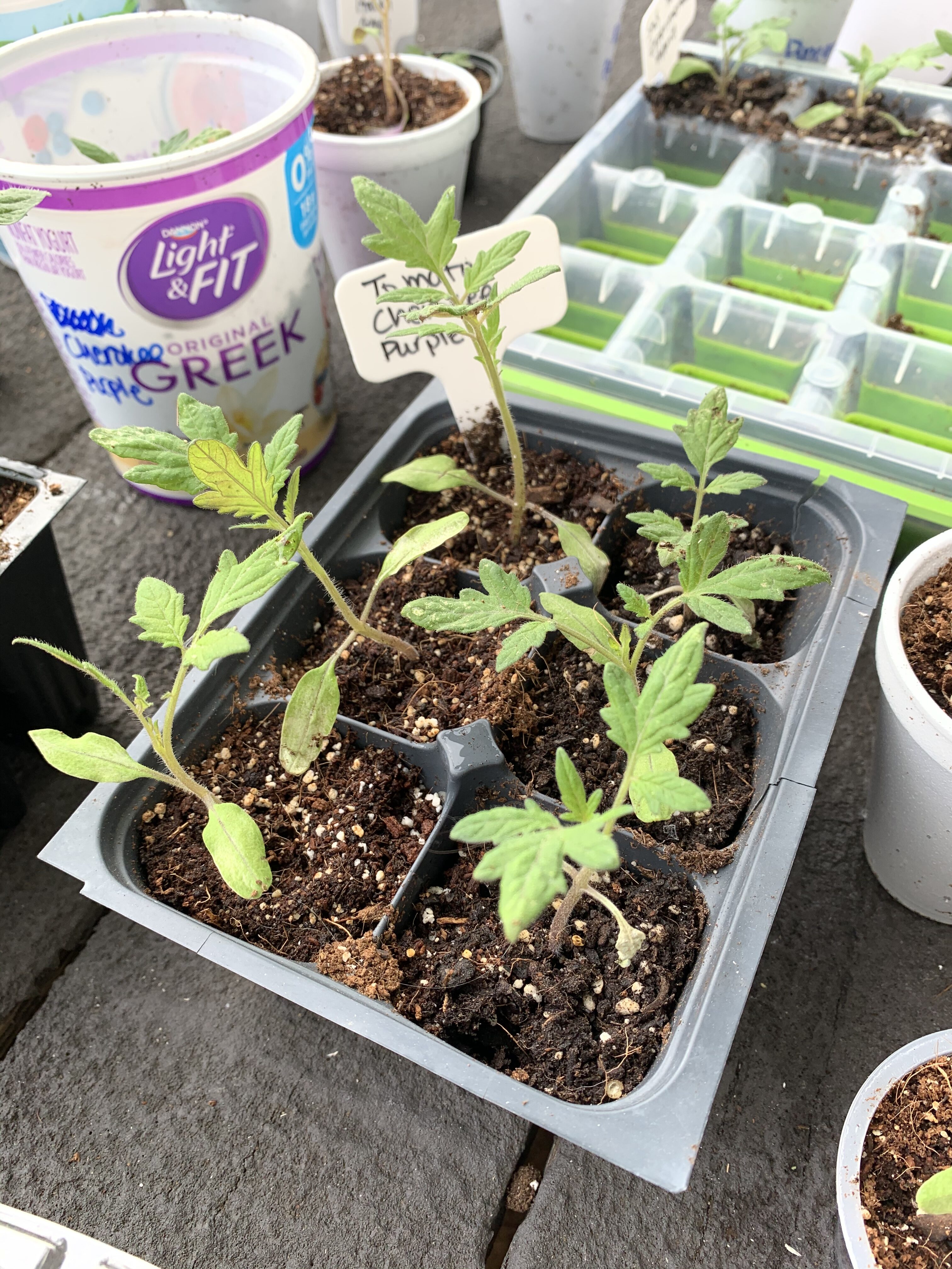 3E2C1B5A EF52 4B92 98F1 235BCF7B84AC Comparing Burpee Organic Seed Starting Mix vs Miracle Gro Moisture Control Potting Mix for transplanted tomato seedlings - Results