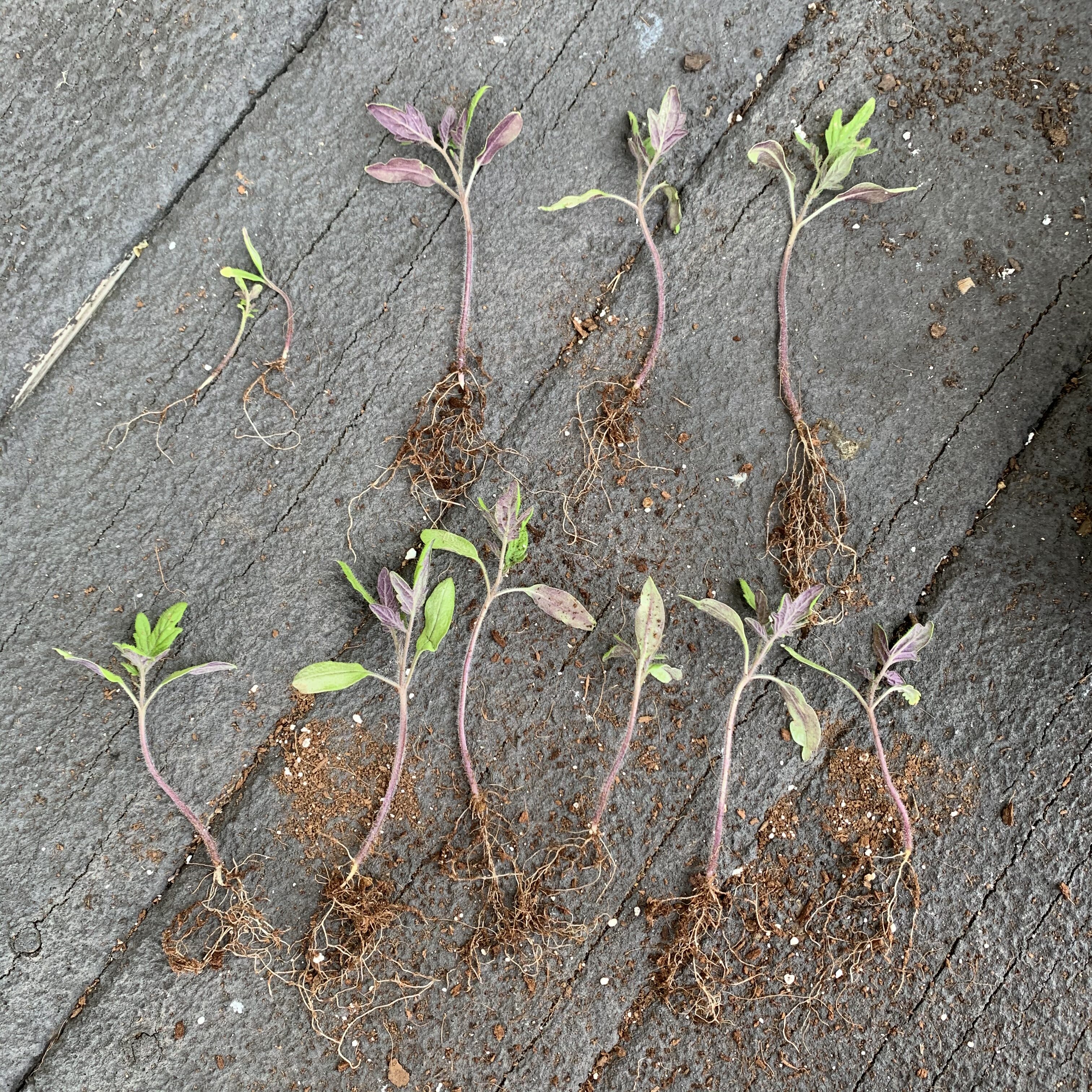 3FEC781F 02F8 4737 A77D 2C4139B0ABC6 Comparing Burpee Organic Seed Starting Mix vs Miracle Gro Moisture Control Potting Mix for transplanted tomato seedlings