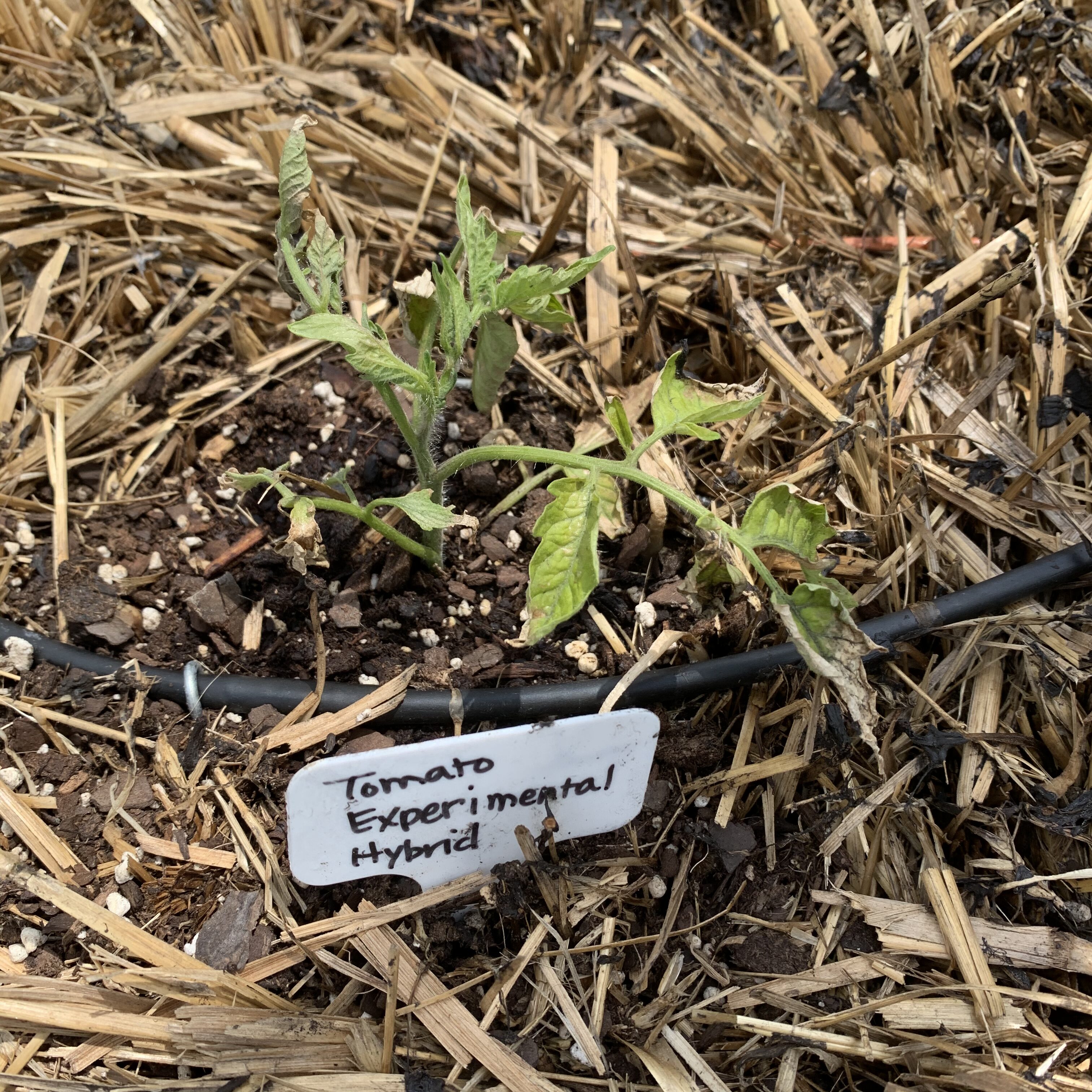000A1561 4B2B 49E8 B581 C6A44E08EC75 Cucumbers planted!