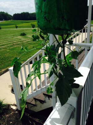Jenny Smith 15 hanging tomato
