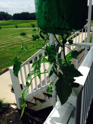 hanging tomato