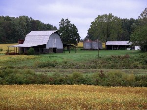 the Farm