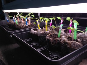 I moved eight of the peat pots into the old greenhouse tray so that all the seedlings could get equal light and so they could get good circulation.  Last year the seedlings in the center of the trays got a fungus from being too close together.