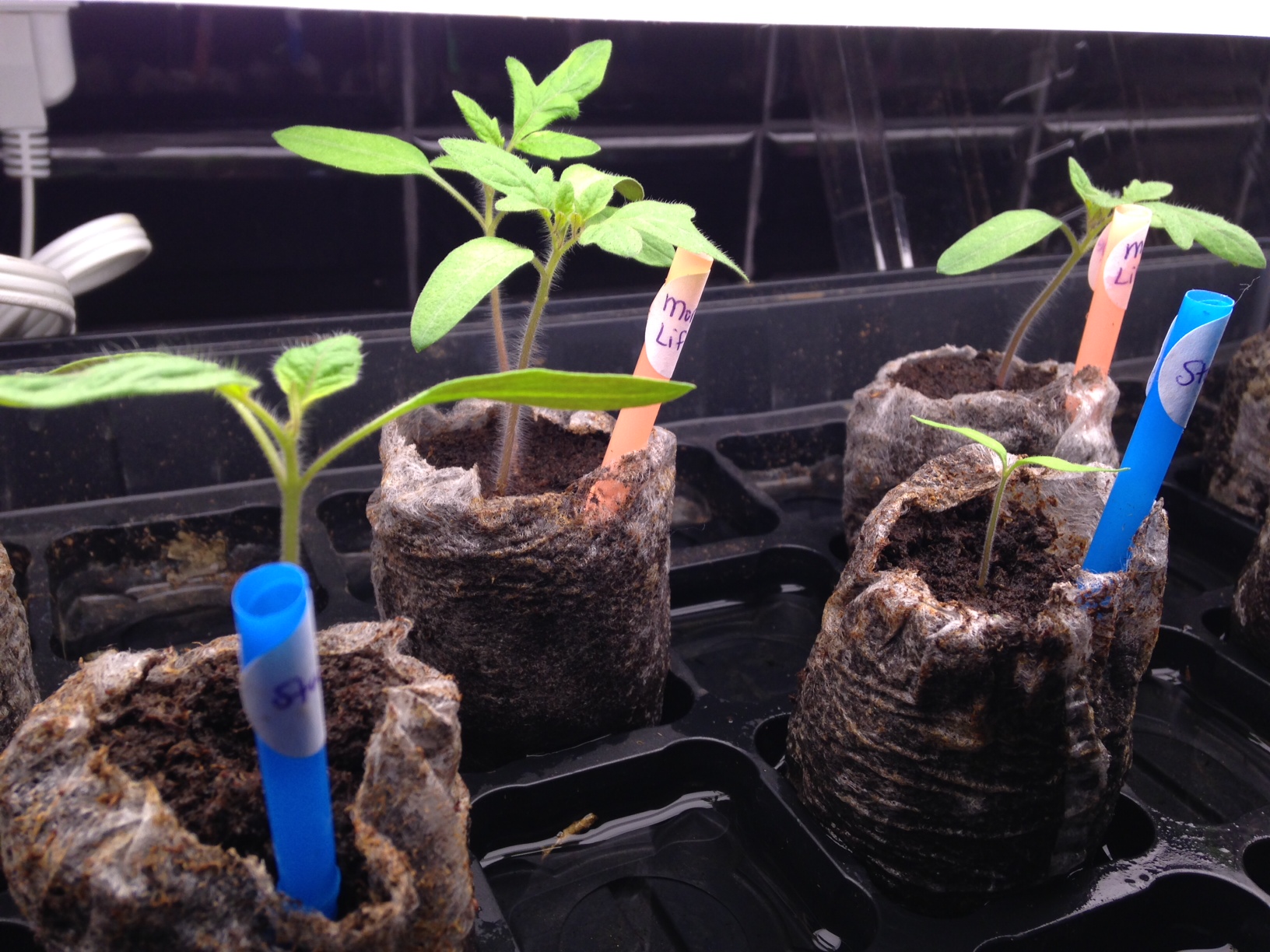 Legitimate leaves! Day 15 photo 2