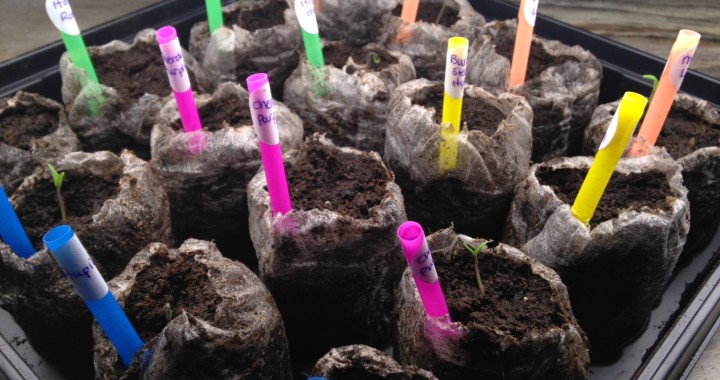 photo1 Tomato seedlings - Day 6