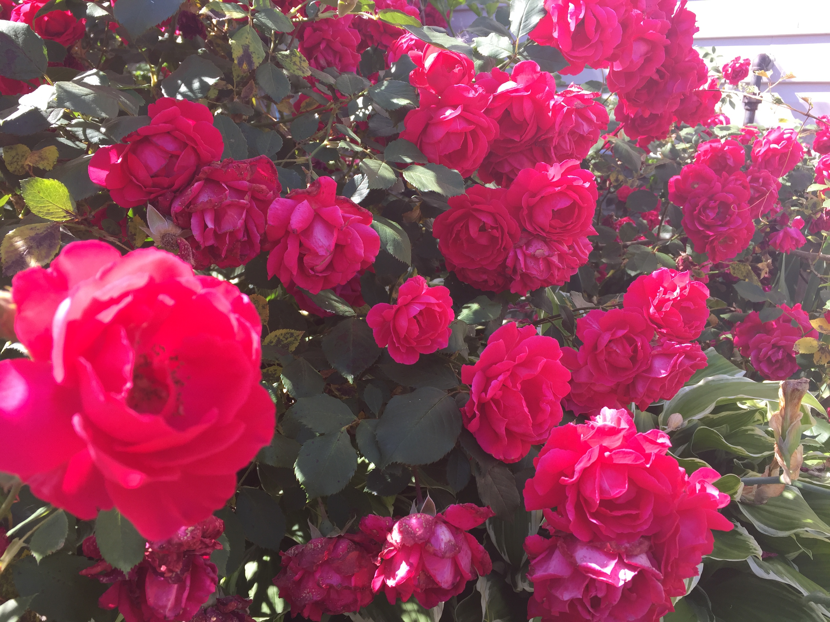 20B84F9E 08B6 47F4 8163 8AC1C25EB42D Roses in full bloom!