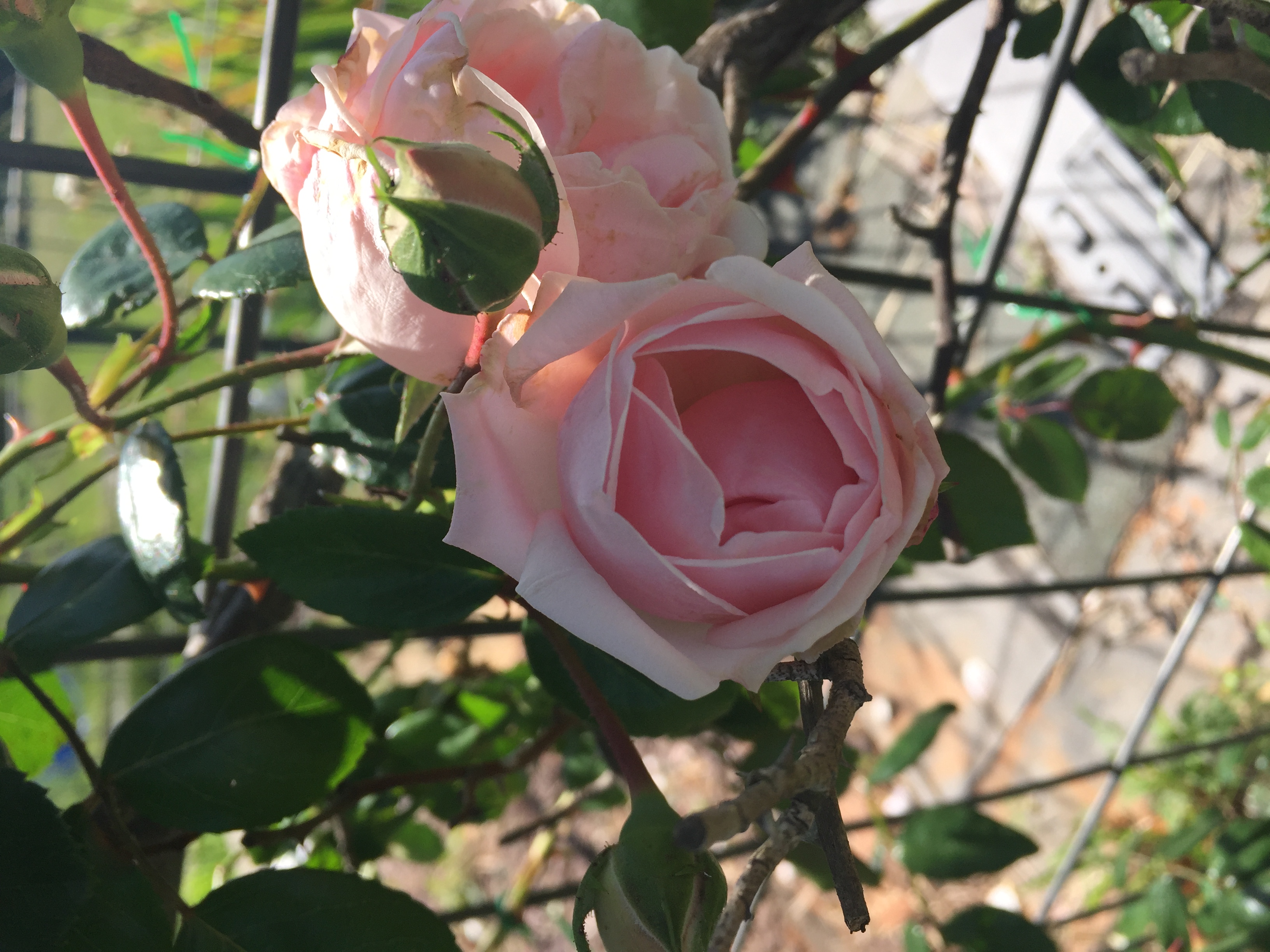 2B90BA00 7627 4FE6 822F C18973167154 Roses in full bloom!