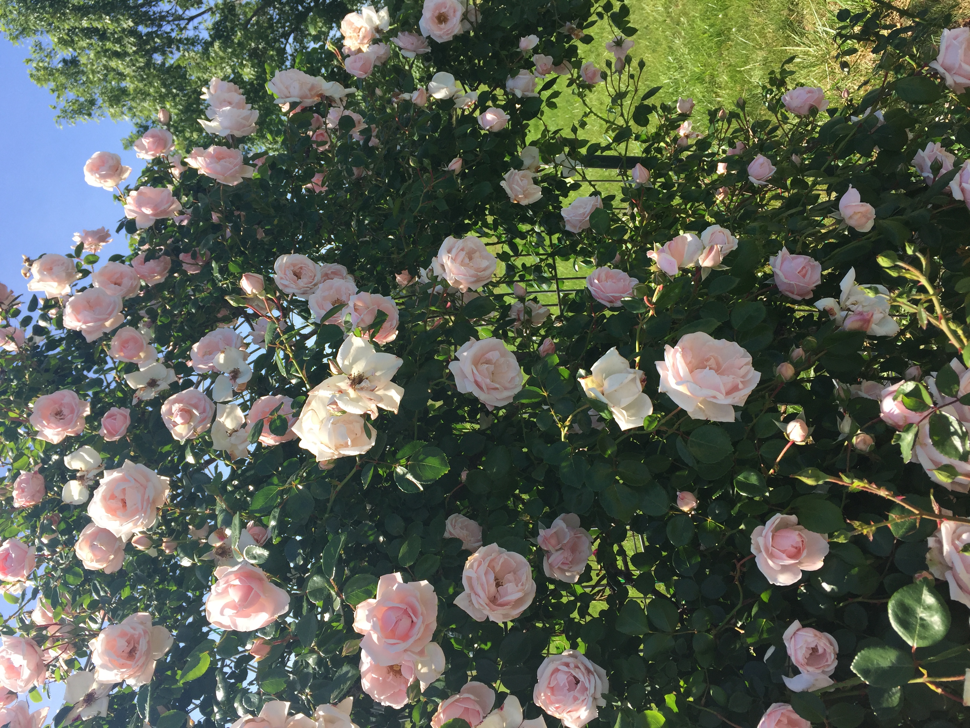 54AE3EFA F5CD 431B 8BE7 27BC8FAAA136 Roses in full bloom!