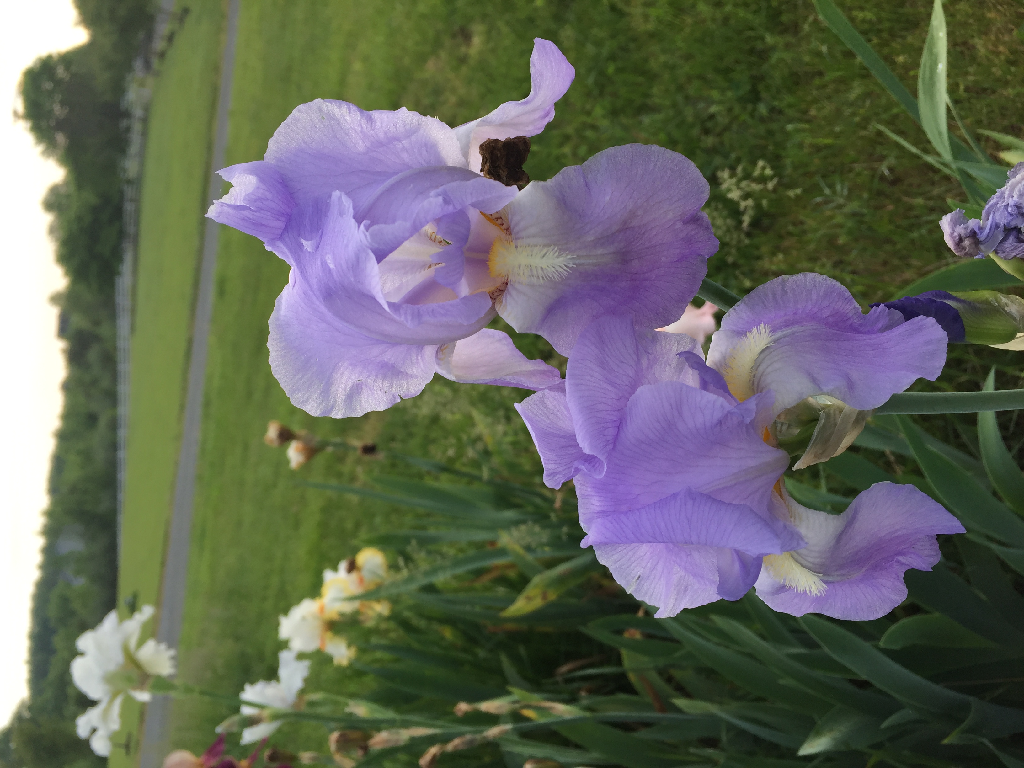 912BA993 3E79 4BF3 BCF2 55B9D3A975DC Irises, Roses, and Azaleas — Oh My!