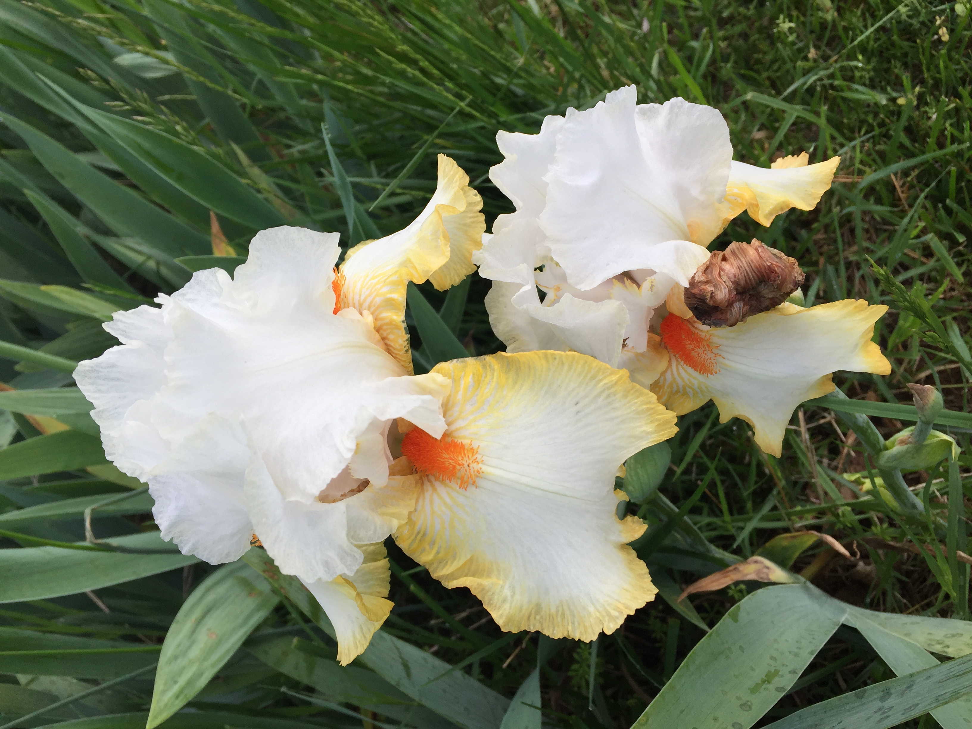 A2B53829 BAC7 415B AB58 A6DF84CA2083 Irises, Roses, and Azaleas — Oh My!