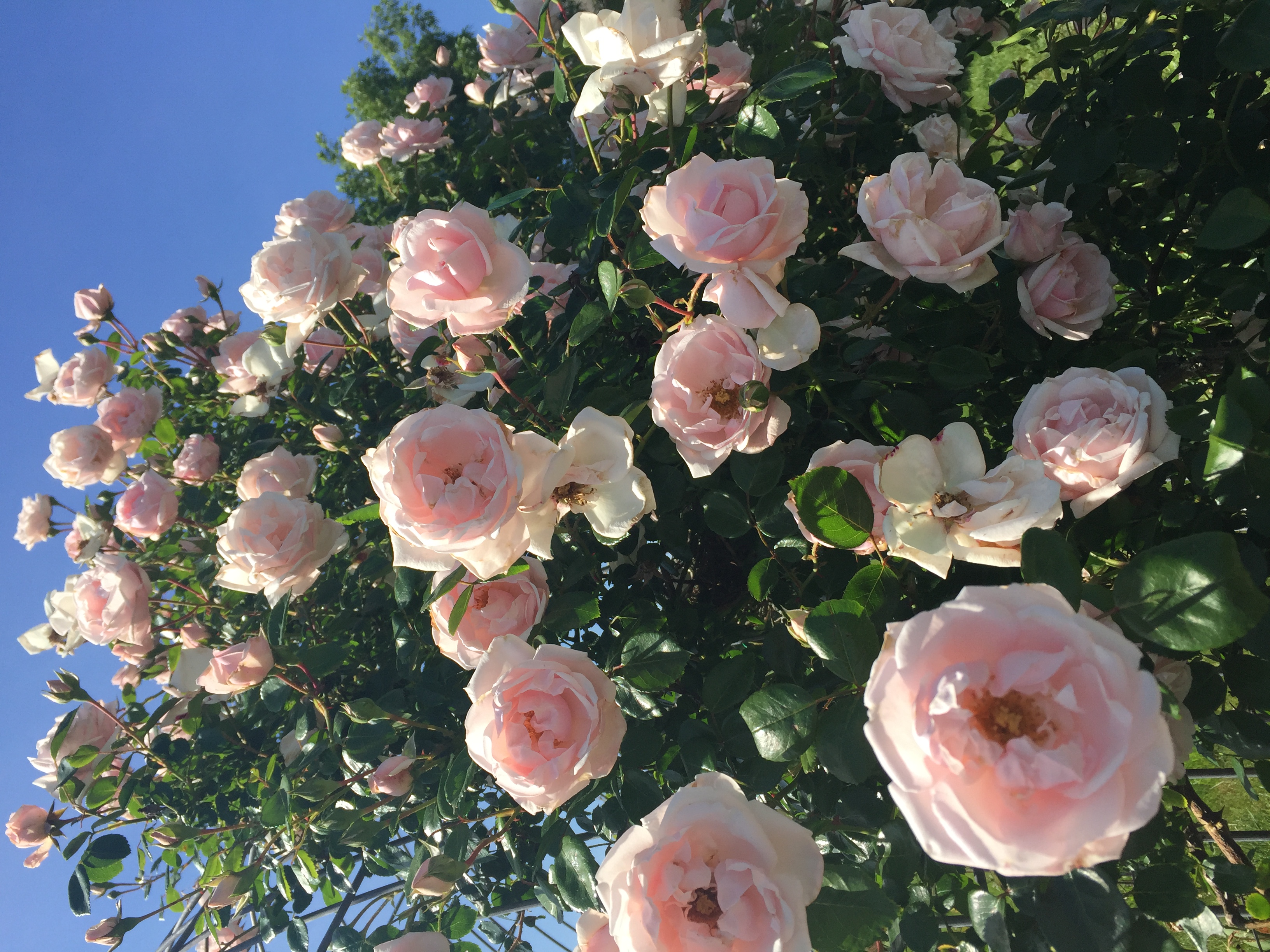 BC1565CF 0FAE 47FF AA30 579B8E632D0D Roses in full bloom!