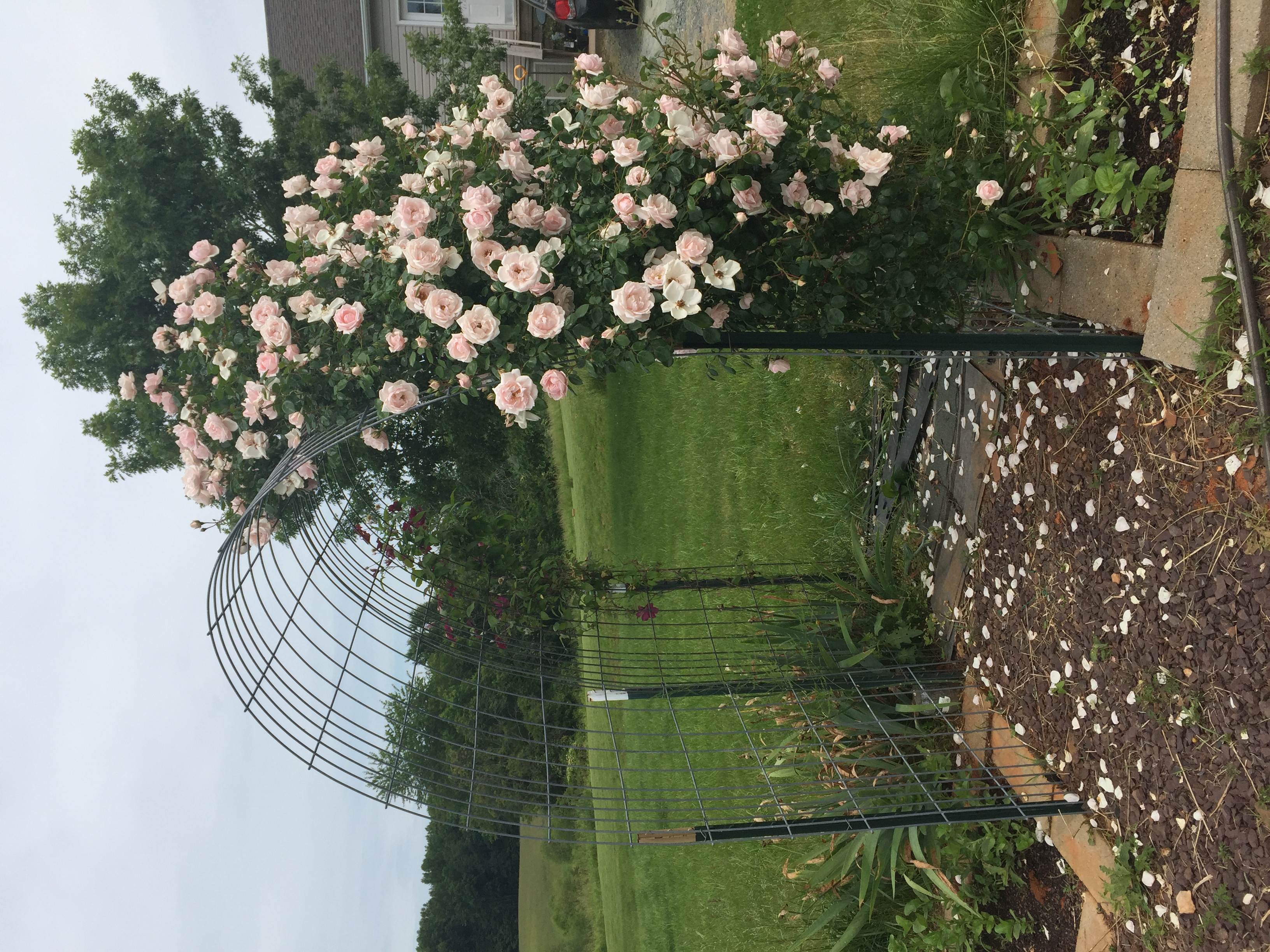 C8351BFE 407E 4E34 8DED 50281C7D4F61 Roses in full bloom!