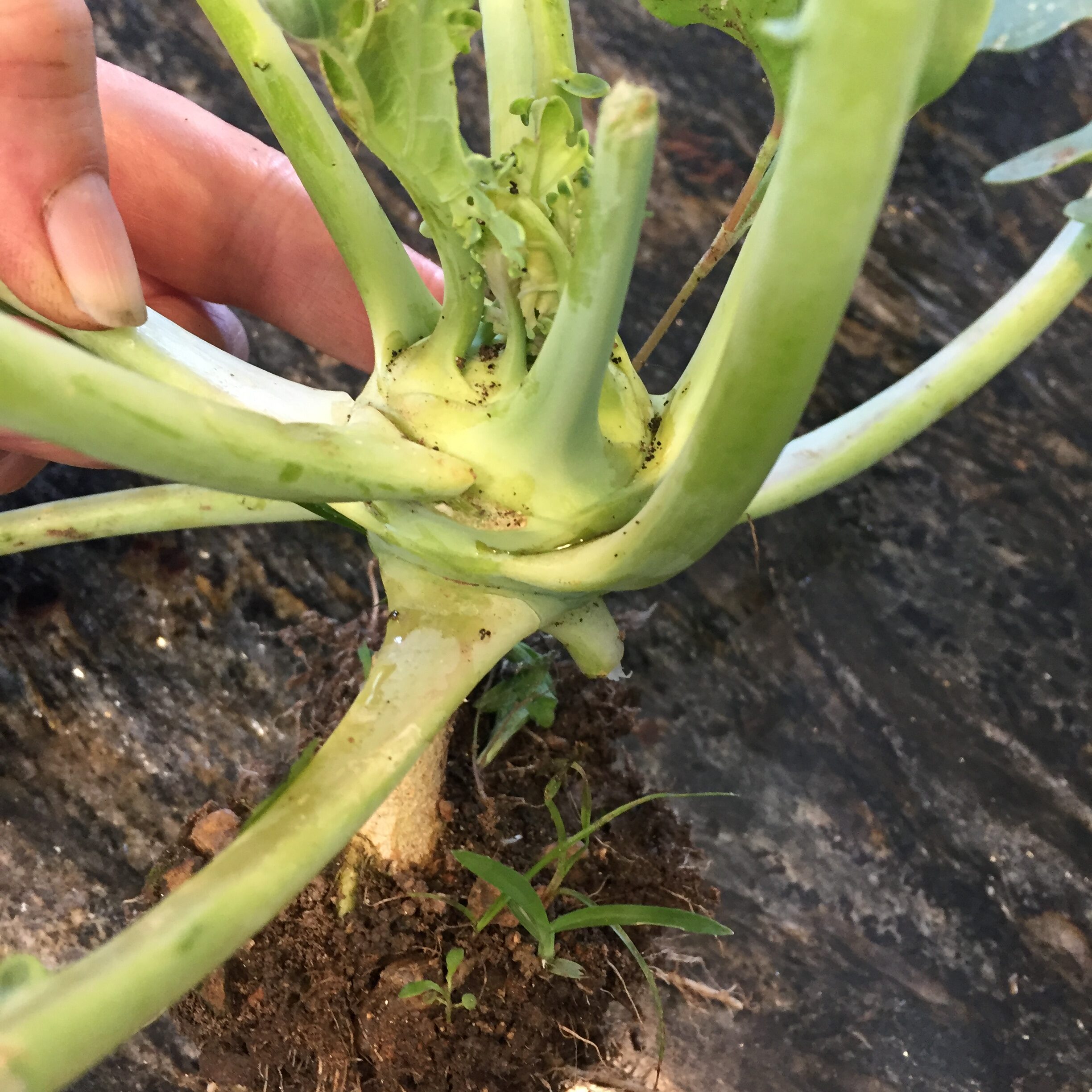 Half-grown kohlrabi plant