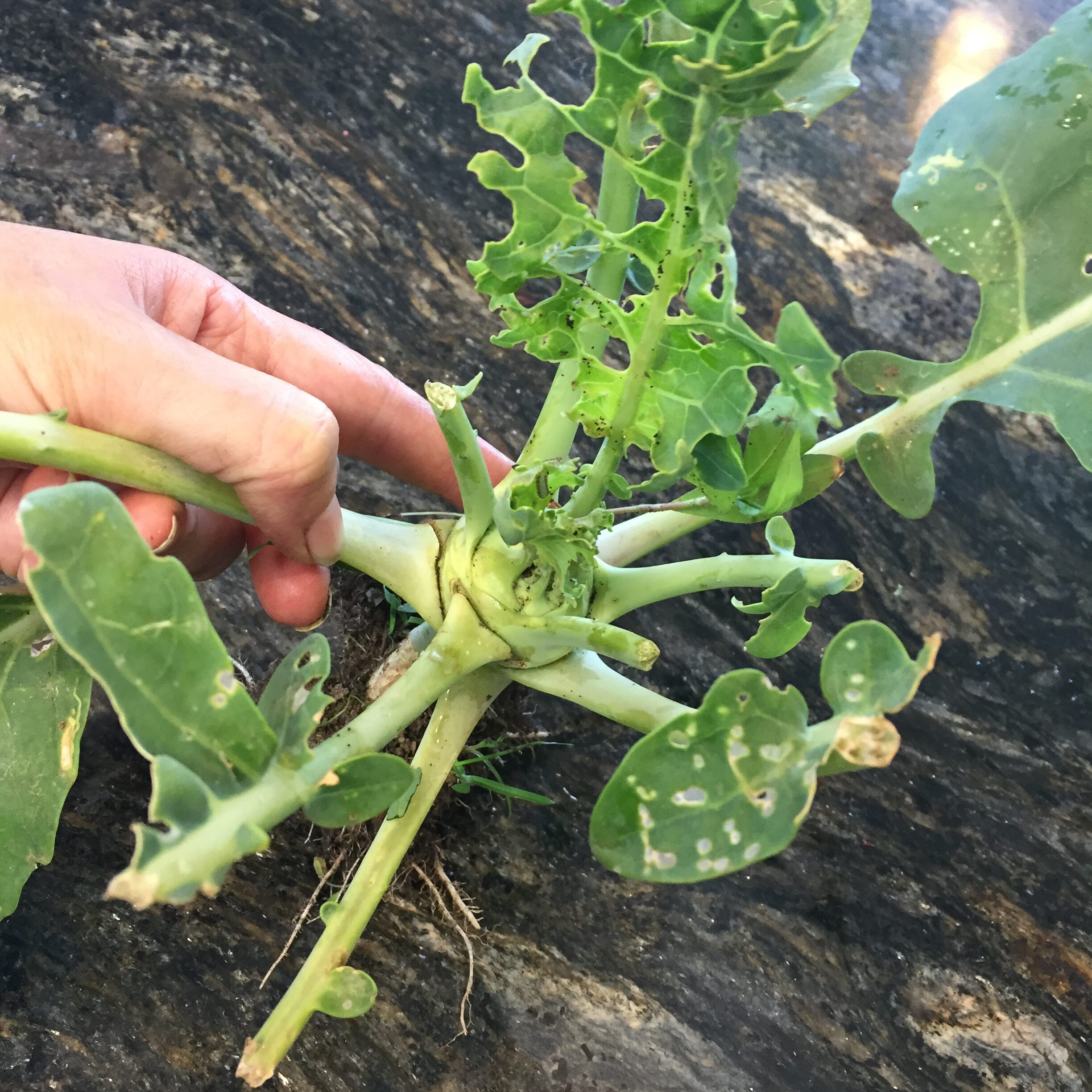 Deer- and Insect-damaged kohlrabi plant