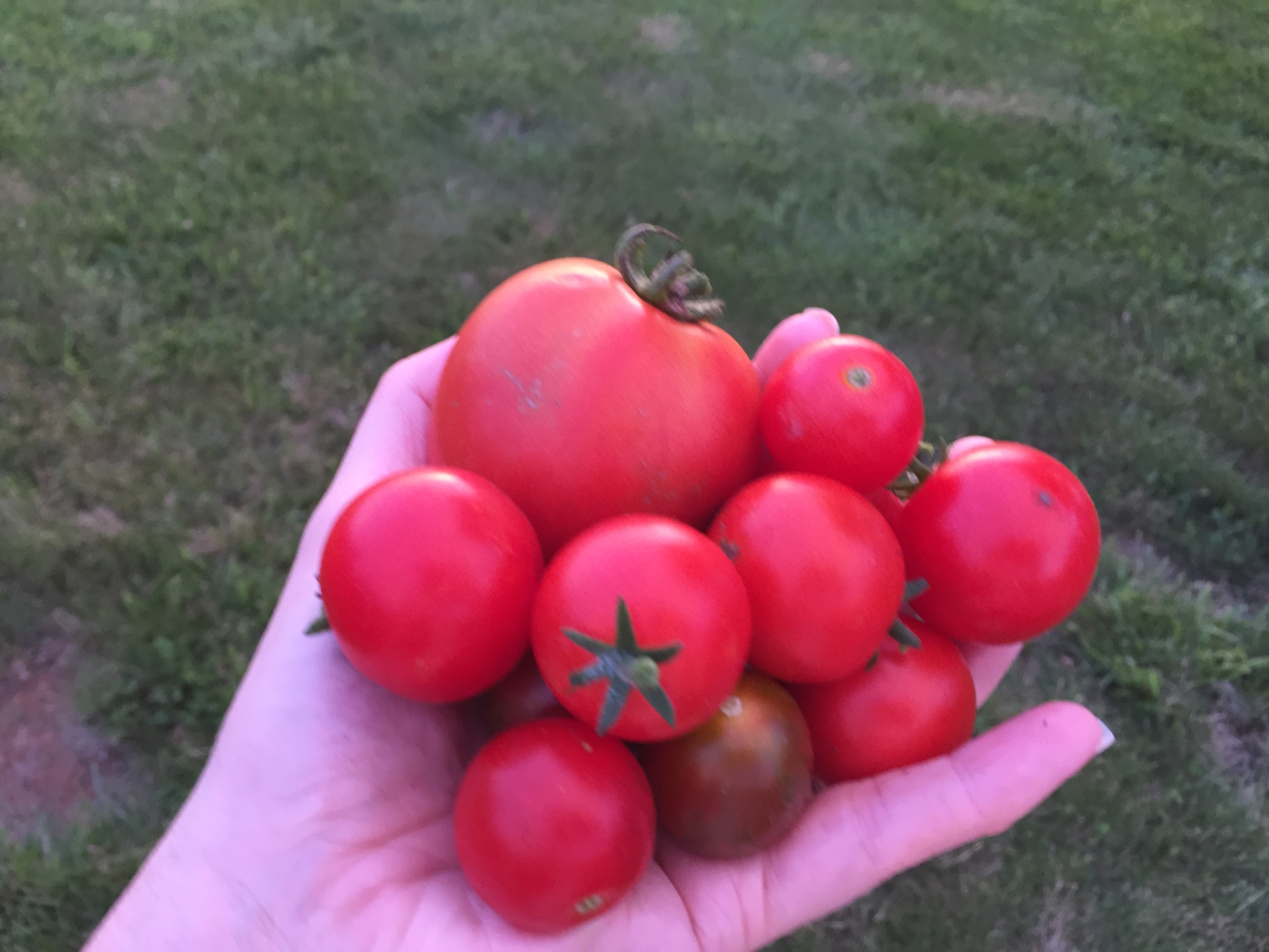 549B5940 456B 4CDA 9CD4 988197E6A872 2019 First “Real” Tomato