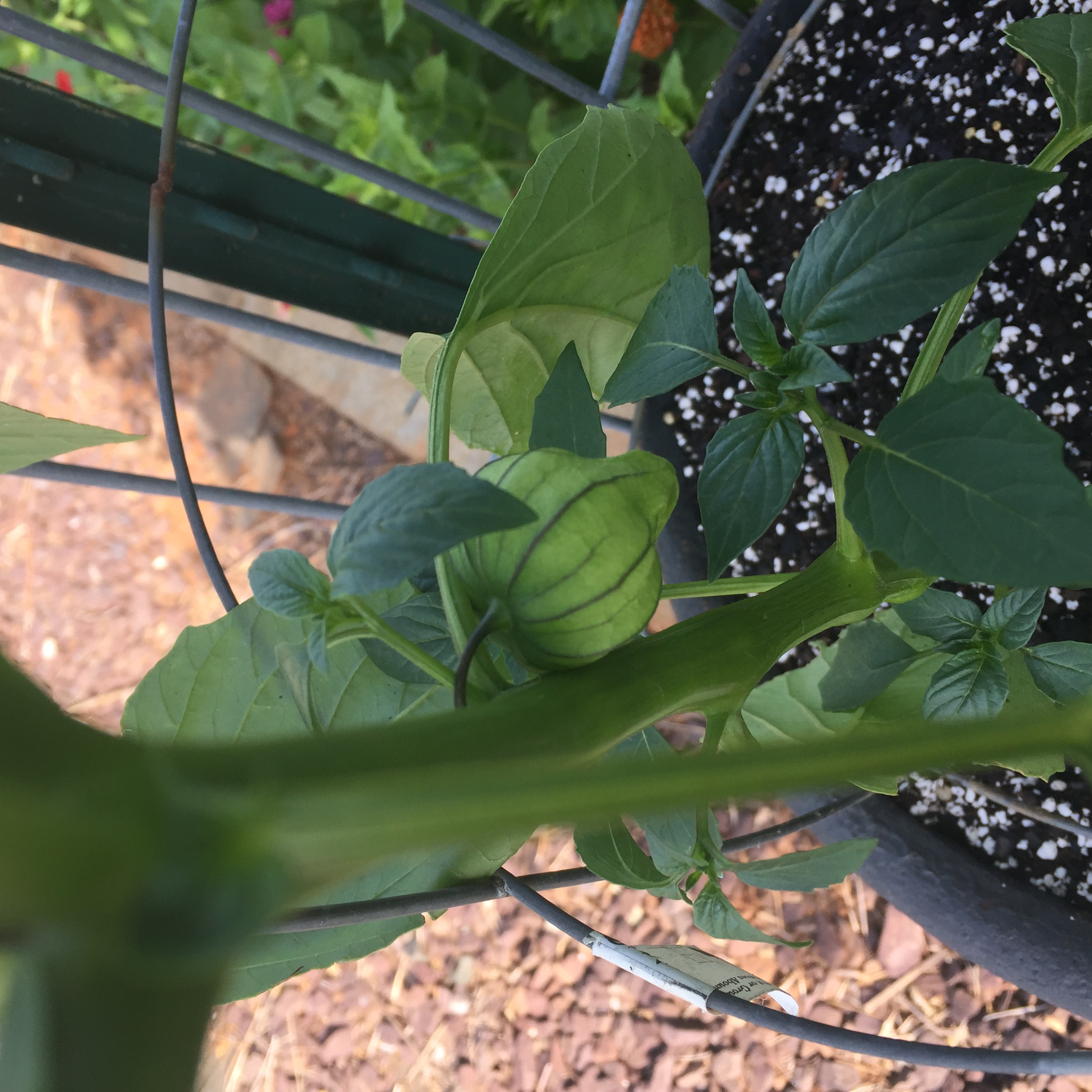 652A65AA F2CD 450D A39C 38E67F393F7C Curses! A video of my bean trellis and some deer damage