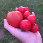 D1DF2C16 9B33 48AA 8482 E74392E8BDBA 2019 First “Real” Tomato