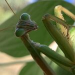 1852DEC2 8BF5 4EB1 B021 39867B173B5E Praying Mantis