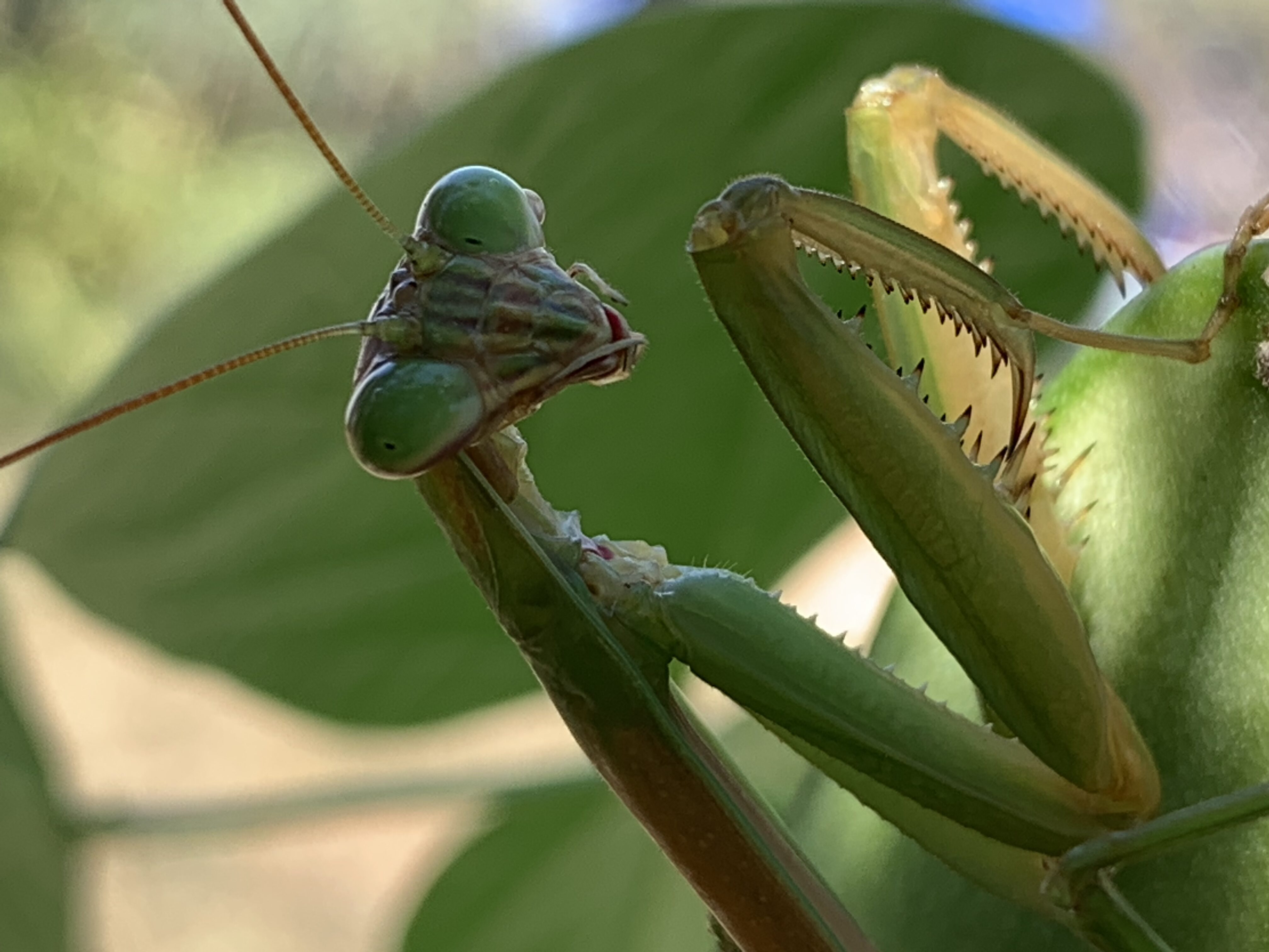 1852DEC2 8BF5 4EB1 B021 39867B173B5E Praying Mantis