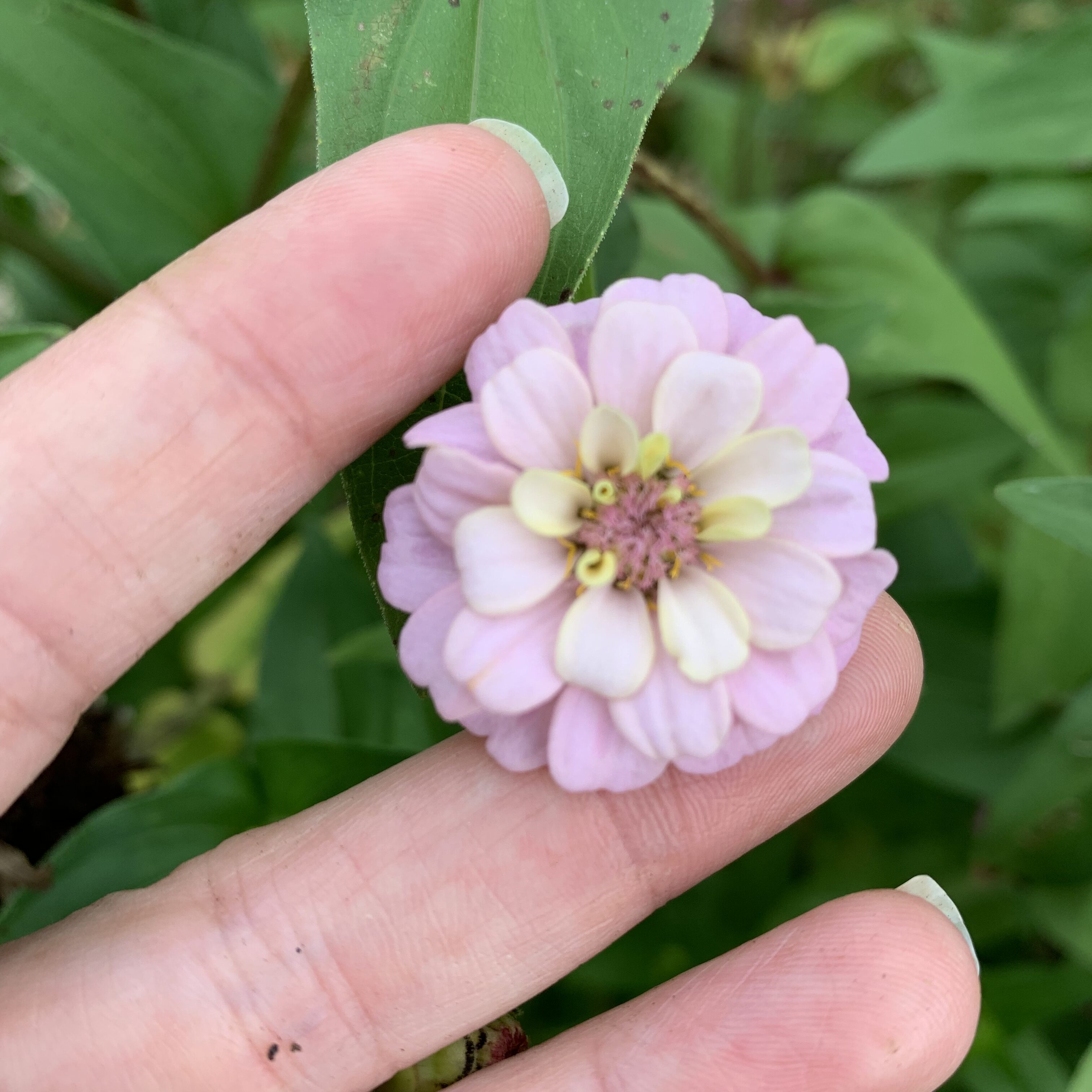 2FD1D077 CAF7 4414 927F C44BD0B95DCC Beautiful Zinnia!