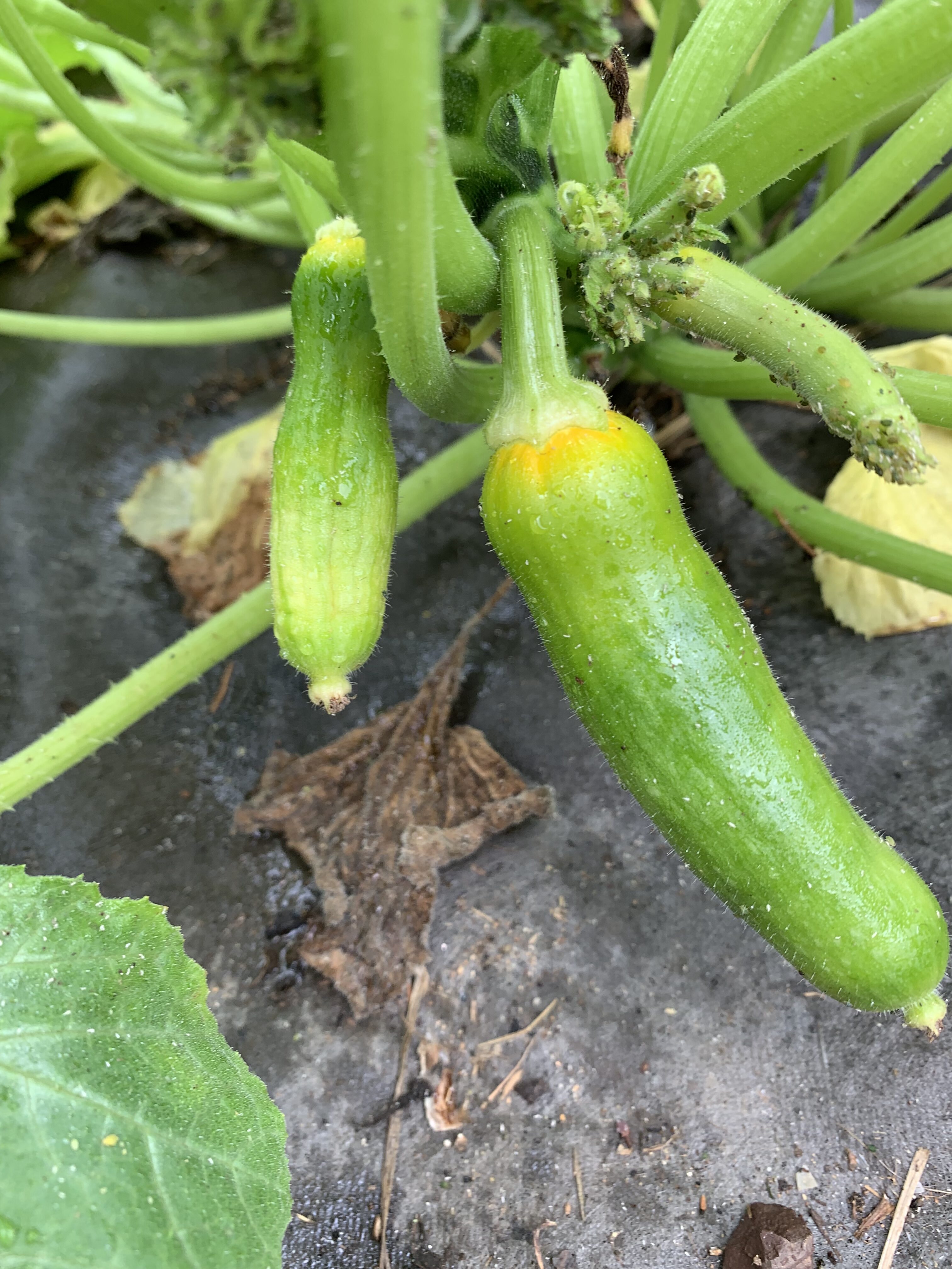 6C009FC6 0A20 4F63 85D6 395F5698B77B The carrots sprouted!