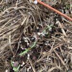 6C4F649F 0B25 4E4E 923D 44017CA6754F The carrots sprouted!