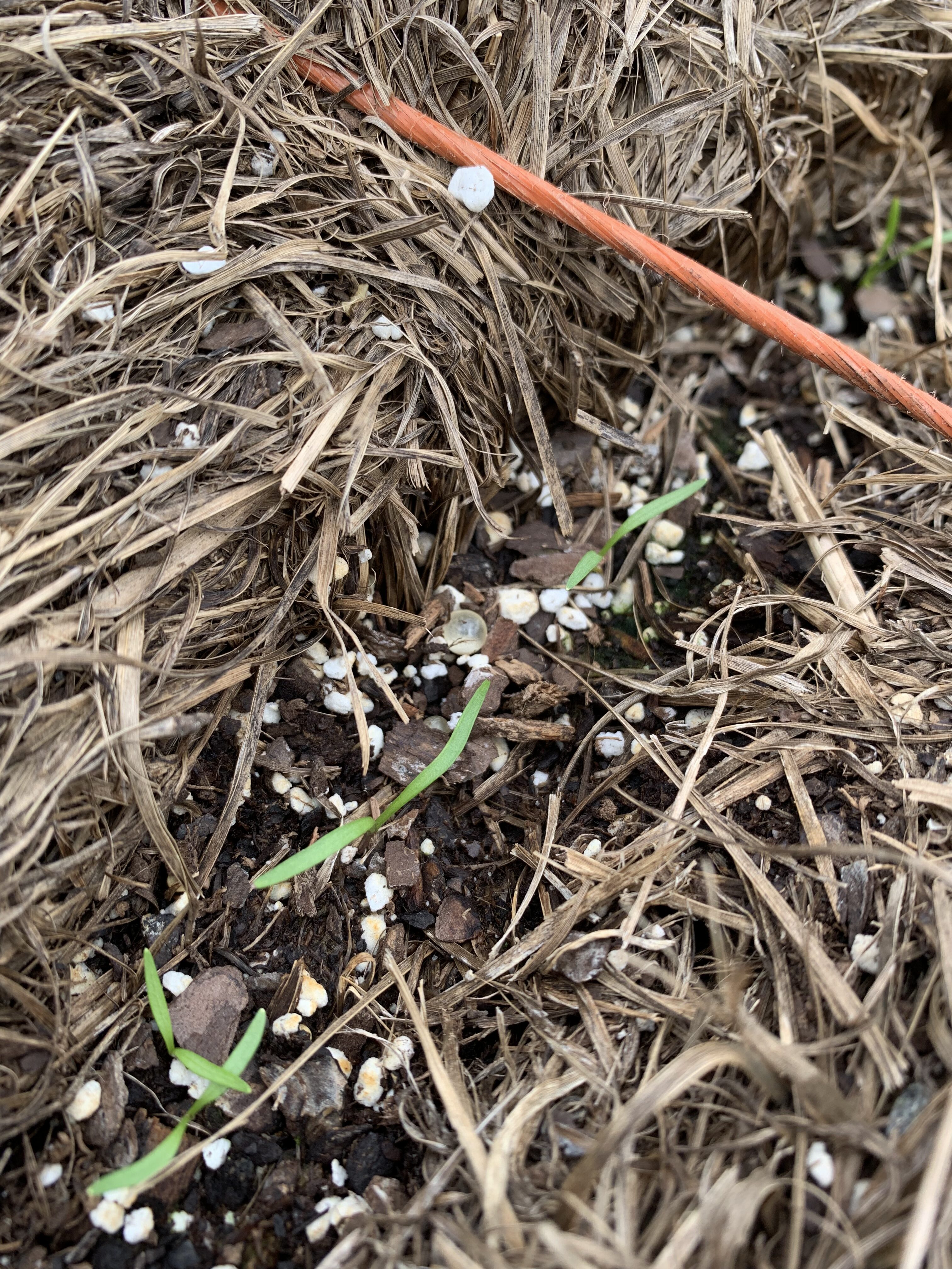 6C4F649F 0B25 4E4E 923D 44017CA6754F The carrots sprouted!