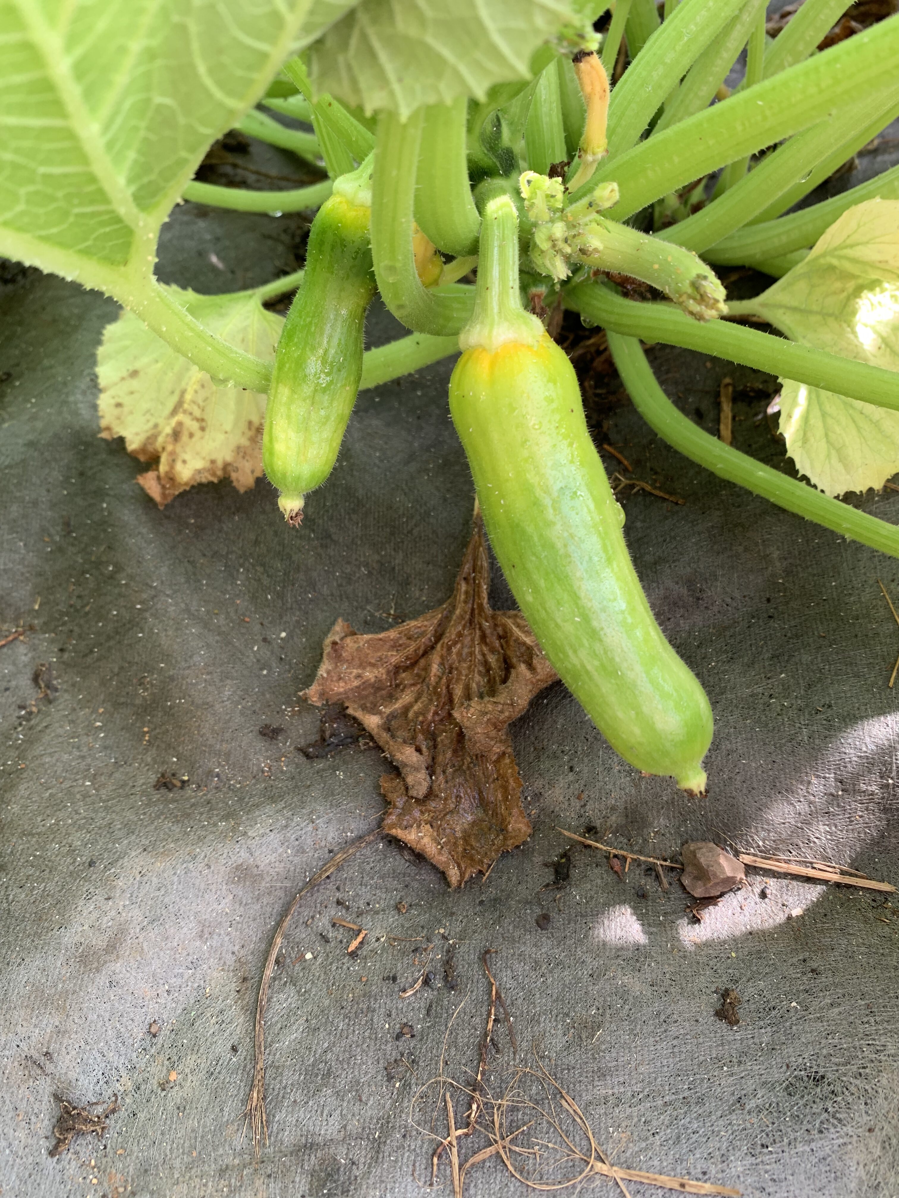 7B731F84 D789 4A01 805A 1CF33683EB2F The carrots sprouted!