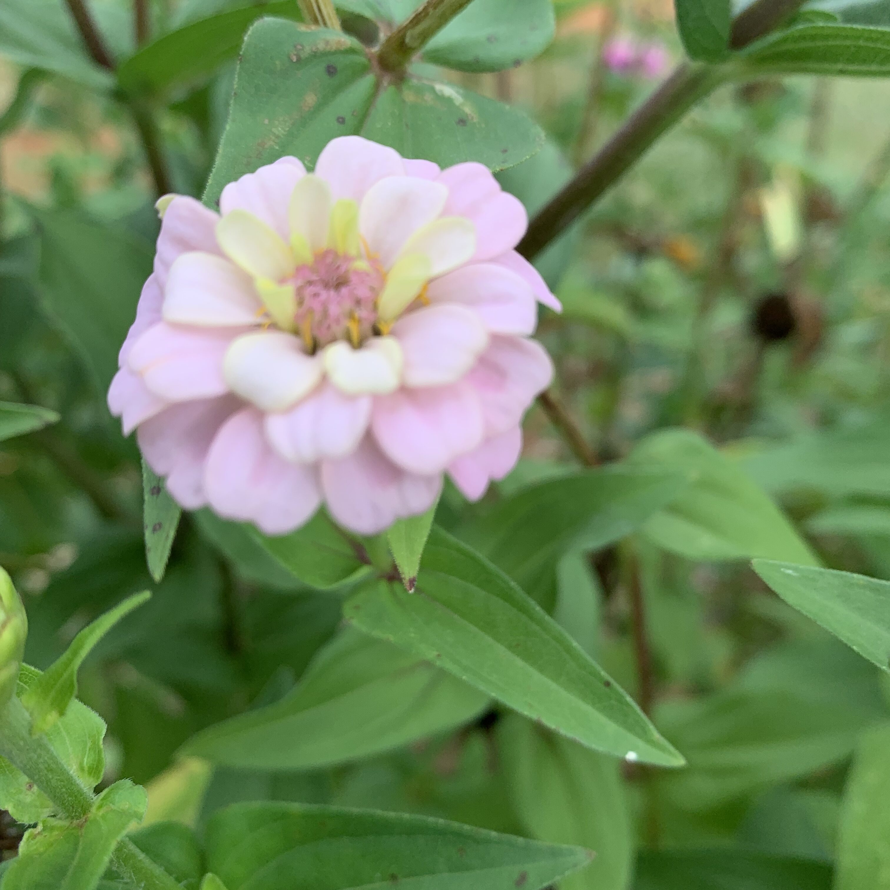 B09592EB F07C 4F14 9D7B 300BA1C14531 Beautiful Zinnia!