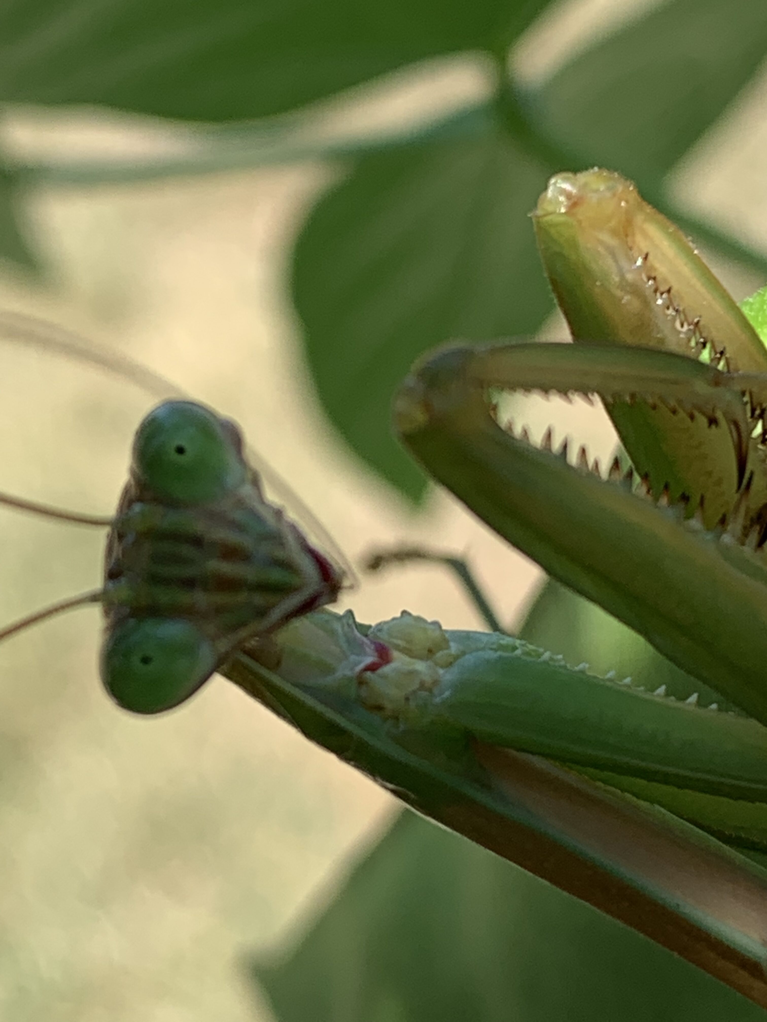 B9033174 9C40 4169 8313 B2CF144D3140 Praying Mantis