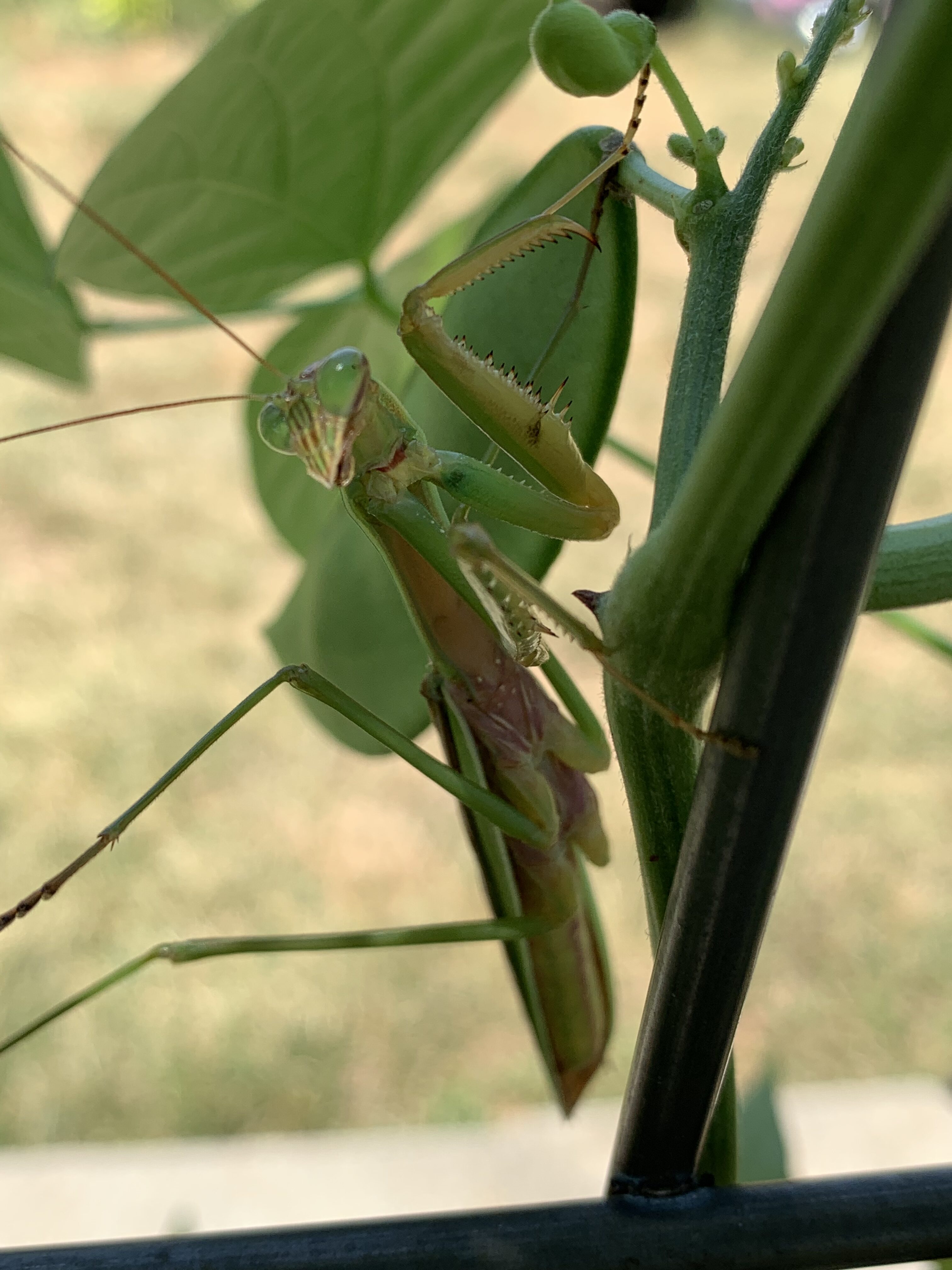 CD067879 FCC8 4B7D A5FD D3CA20703877 Praying Mantis