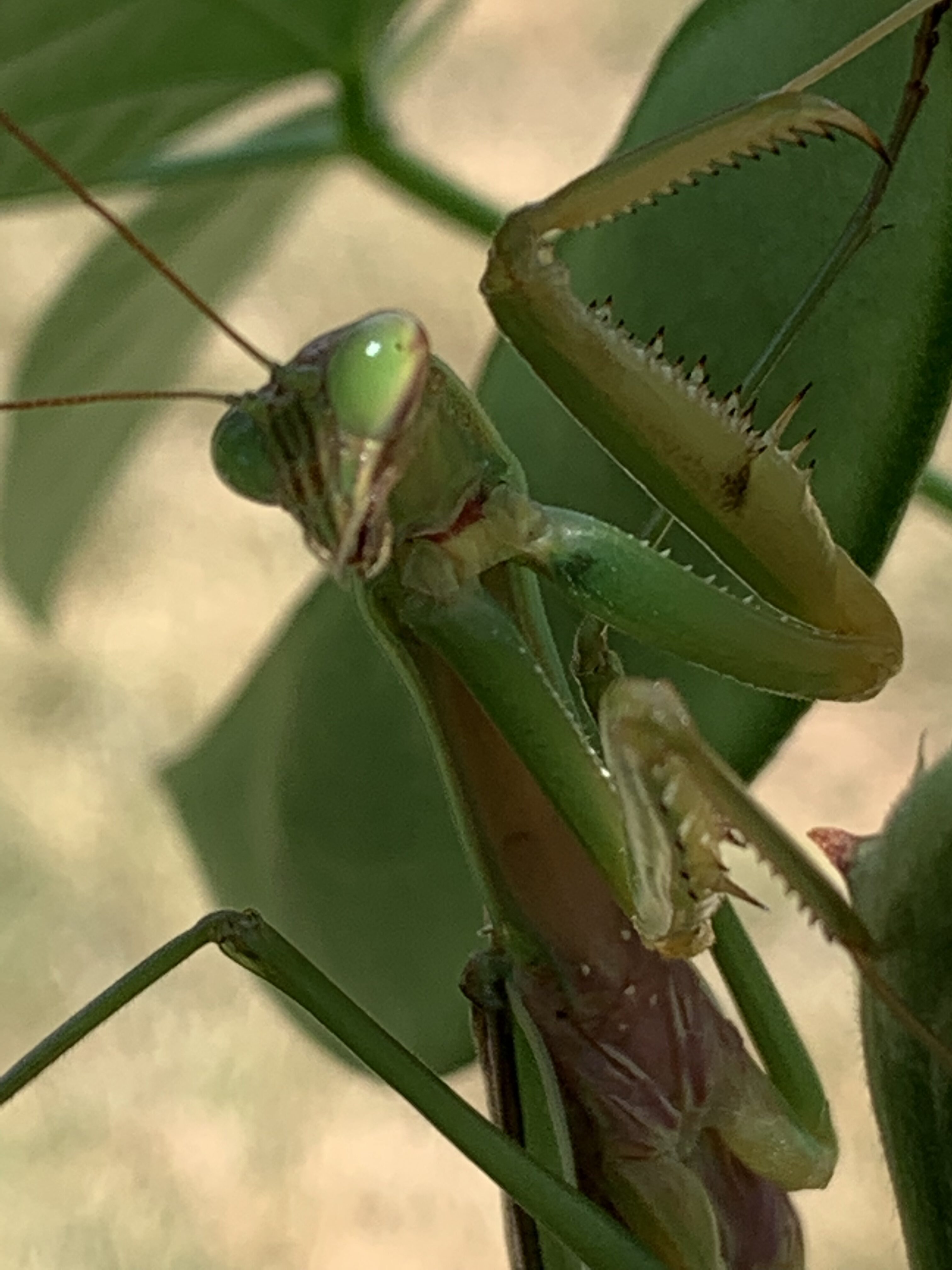 D2E0E7FF 1F60 4F9B 9353 6848402B7DE8 Praying Mantis