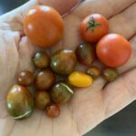 F8E6B614 A3E5 4BBF B604 882561421DB7 Teeny Tiny Tomatoes