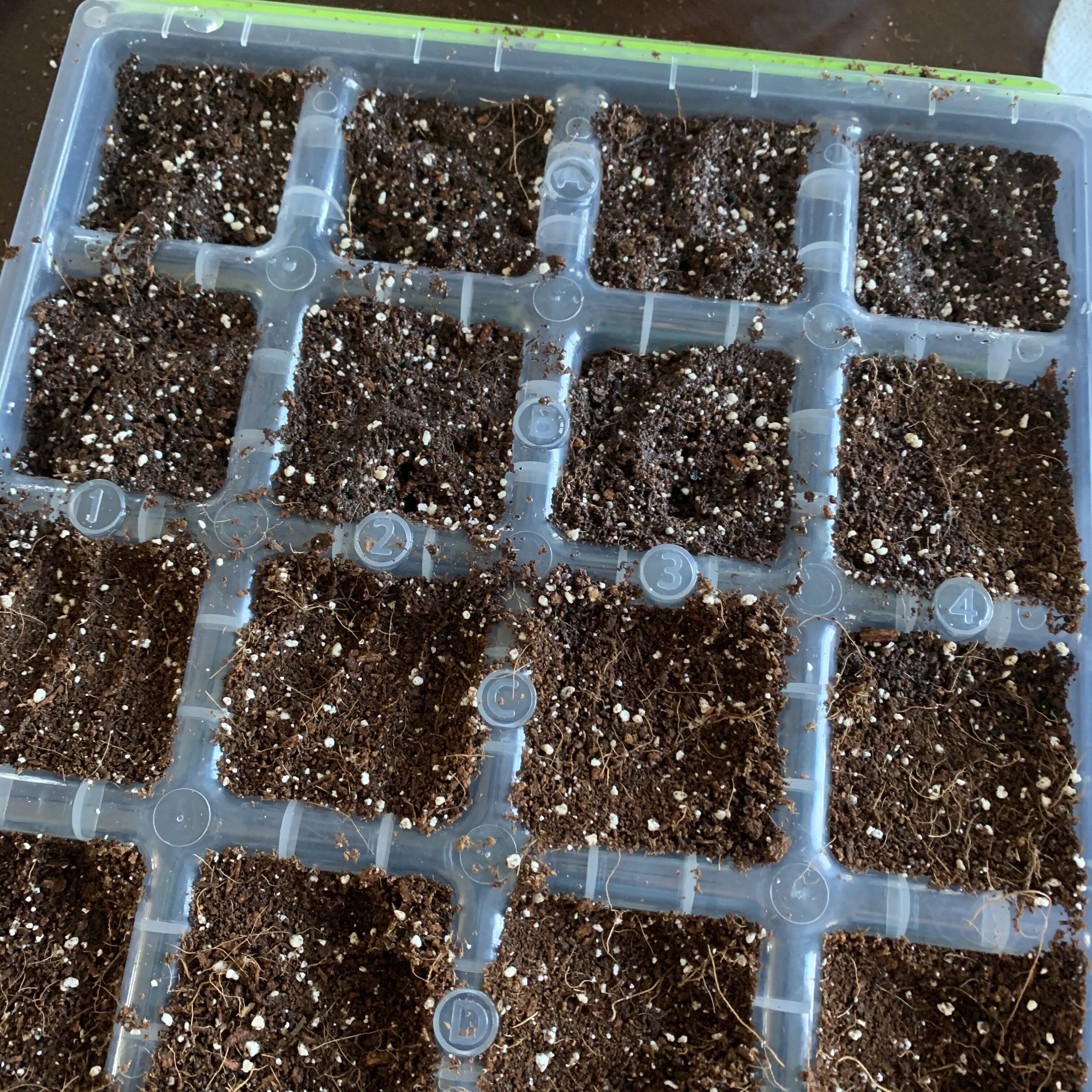 6573F10B 22A7 40DC A63C D75BD4AF069E First 2020 seeds started!