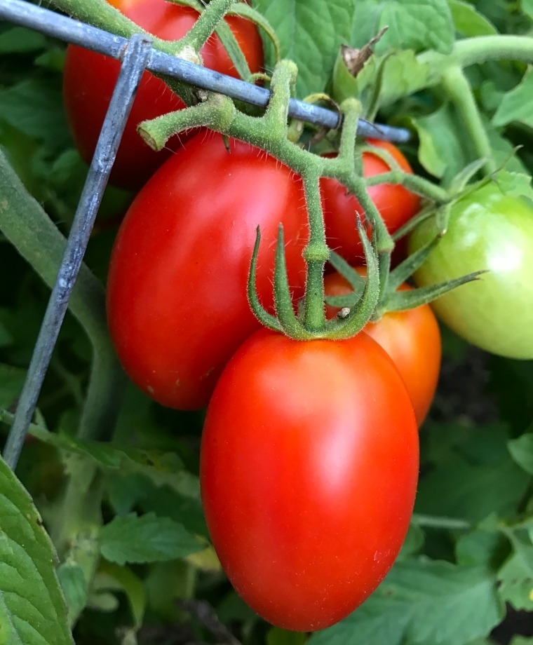 juliet tomato web Garden Season Begins