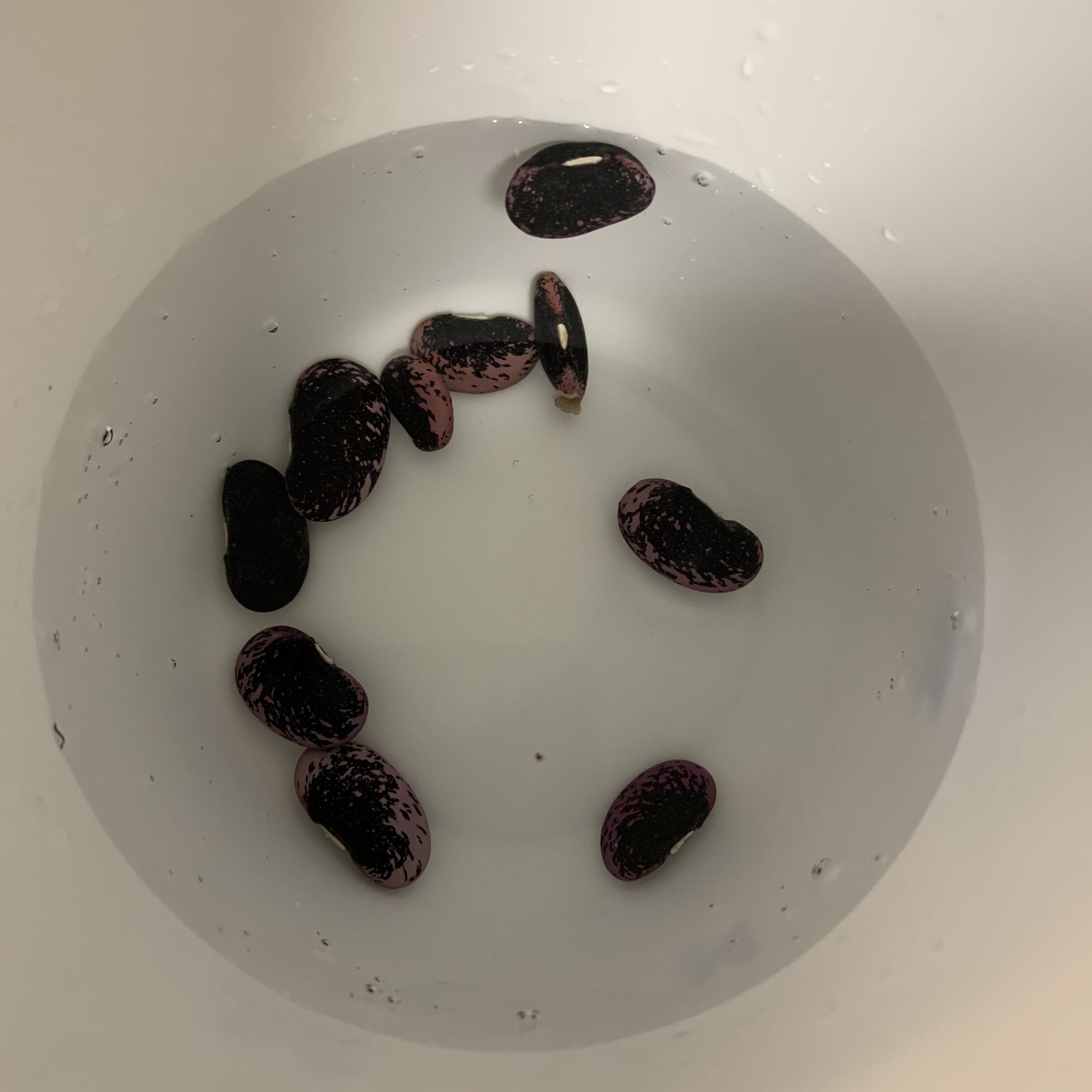 09D429DA 333D 40E4 88CA FD3119331394 Sprouting Scarlet Runner Beans in a plastic bag