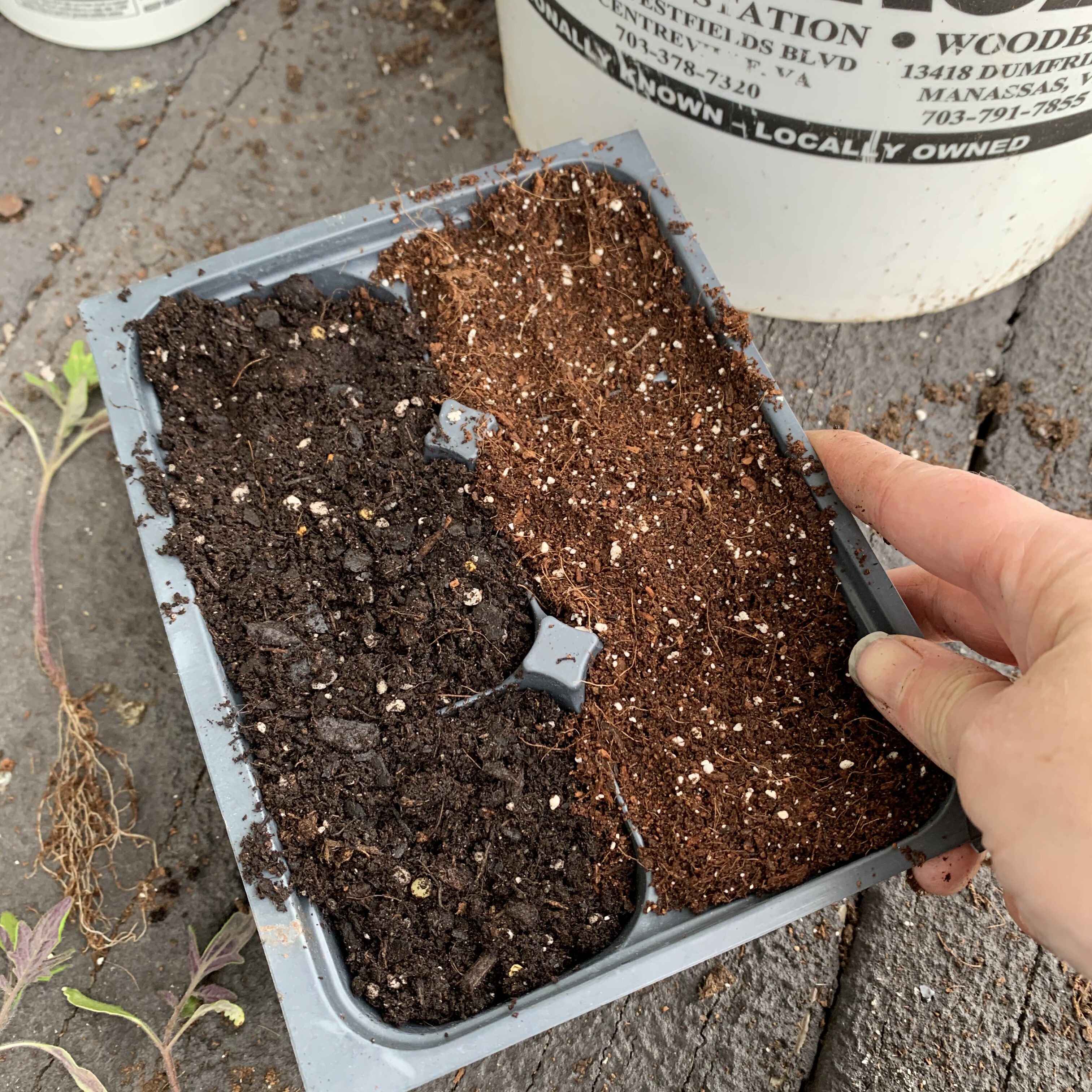 275508C4 A418 4D93 8B7D FB6BD63F6AF3 Comparing Burpee Organic Seed Starting Mix vs Miracle Gro Moisture Control Potting Mix for transplanted tomato seedlings