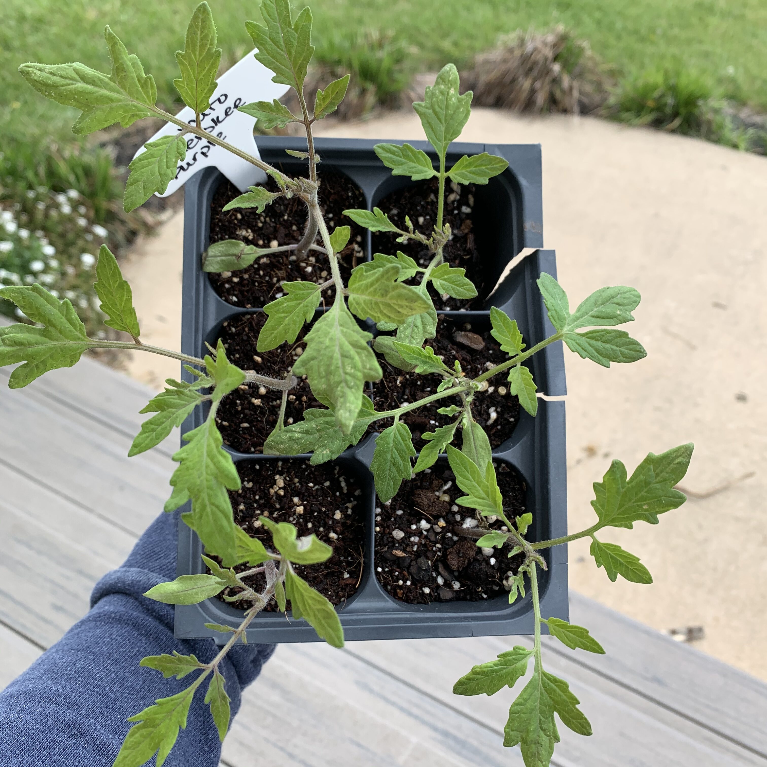 470A44FB EF97 4E0C A314 41EE892DBC6E Comparing Burpee Organic Seed Starting Mix vs Miracle Gro Moisture Control Potting Mix for transplanted tomato seedlings - Results