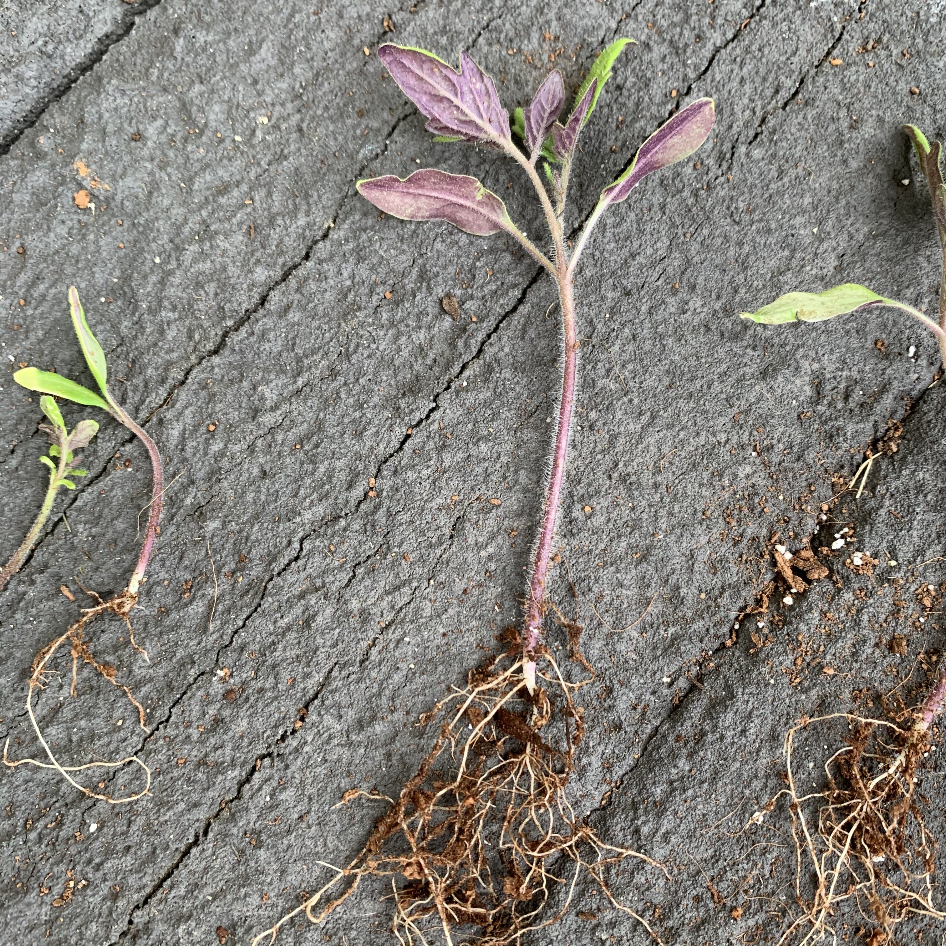 495FC6A2 ED7E 4F3F 9E3C 8633C435D988 Comparing Burpee Organic Seed Starting Mix vs Miracle Gro Moisture Control Potting Mix for transplanted tomato seedlings