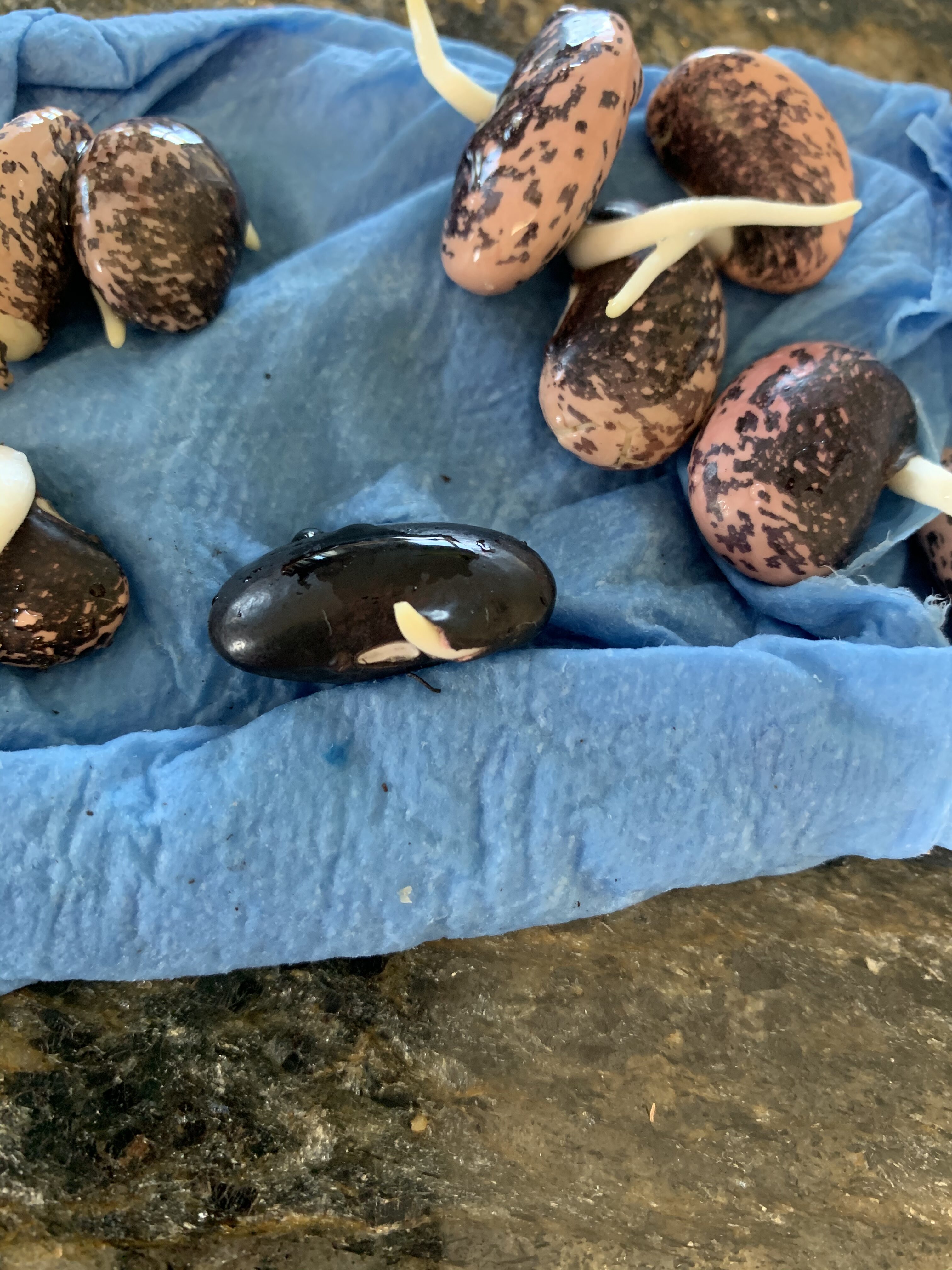 72CD06DD 3173 41E7 A8B0 BD35166C1BEB Sprouting Scarlet Runner Beans in a plastic bag