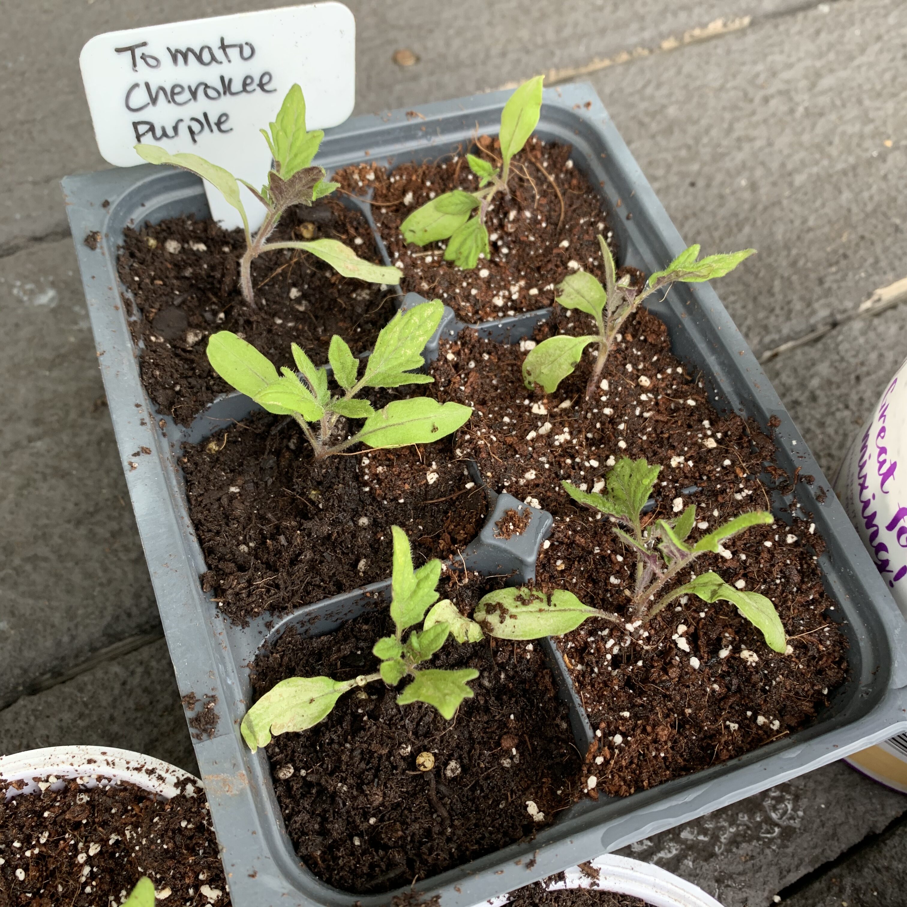 A37BB376 D17B 4CBD A758 84E241518F28 Comparing Burpee Organic Seed Starting Mix vs Miracle Gro Moisture Control Potting Mix for transplanted tomato seedlings - Results