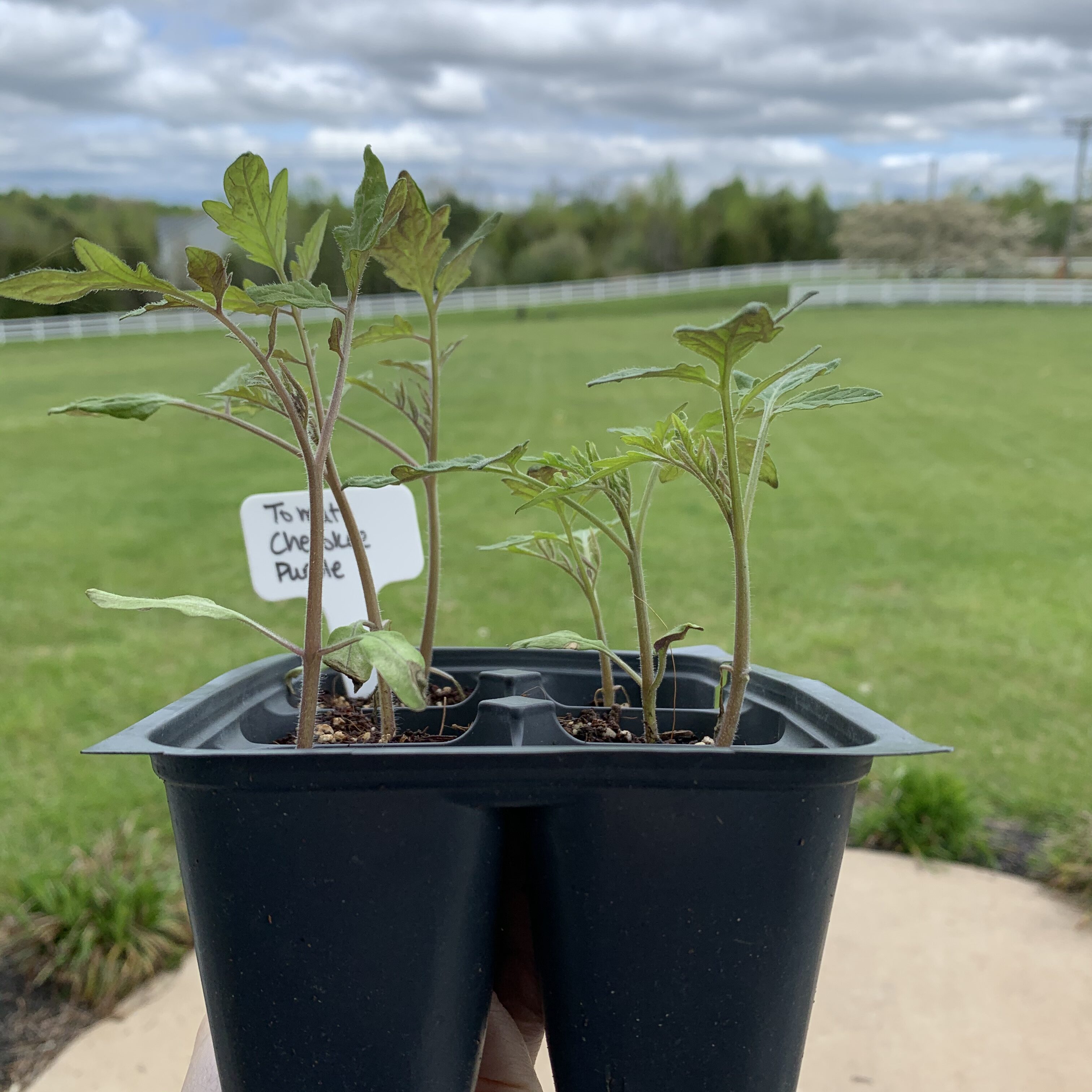 A6CBB968 04A7 4C27 8310 91B055D6CB02 Comparing Burpee Organic Seed Starting Mix vs Miracle Gro Moisture Control Potting Mix for transplanted tomato seedlings - Results