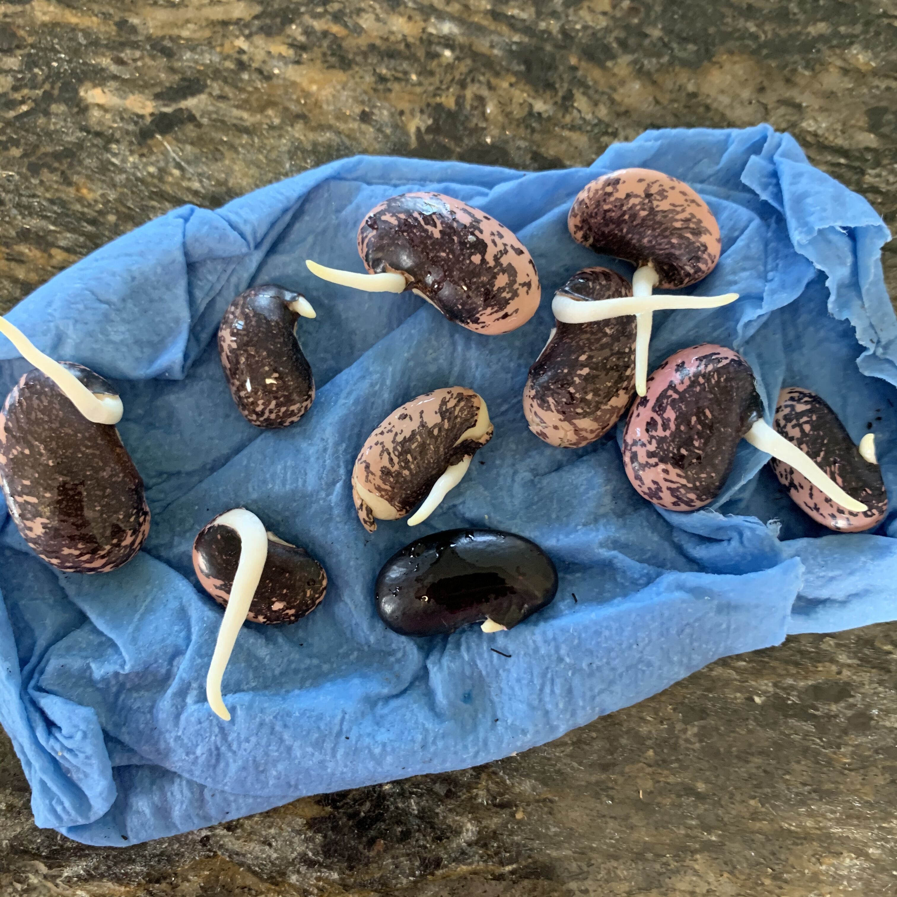 B95F7588 A3E9 420C 82B0 74A74592DDA9 Sprouting Scarlet Runner Beans in a plastic bag