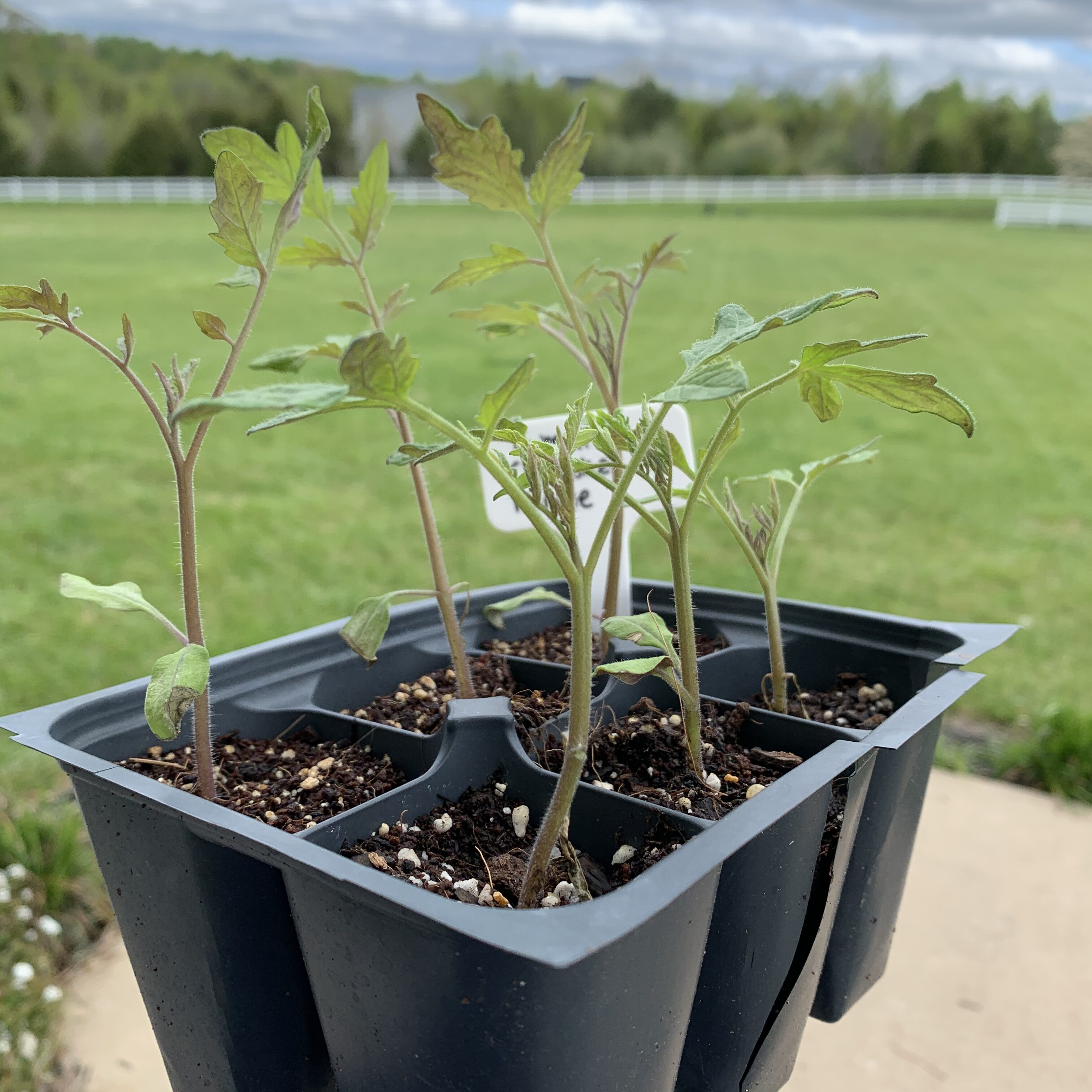 F083E735 8C69 4C00 80B5 B784CC56D16B Comparing Burpee Organic Seed Starting Mix vs Miracle Gro Moisture Control Potting Mix for transplanted tomato seedlings - Results