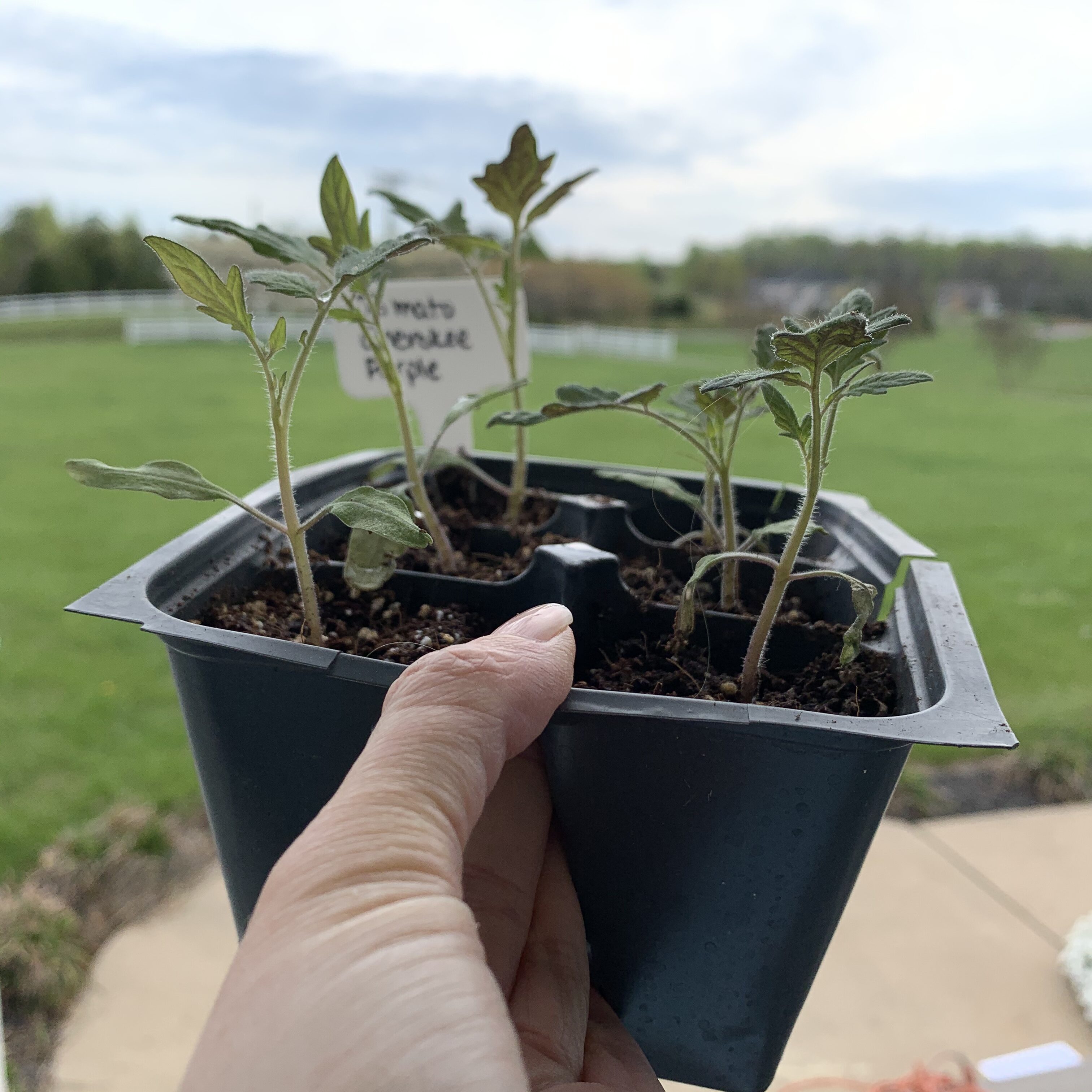 F08D5922 4336 4DBB B20A 2B118A1BF86A Comparing Burpee Organic Seed Starting Mix vs Miracle Gro Moisture Control Potting Mix for transplanted tomato seedlings - Results