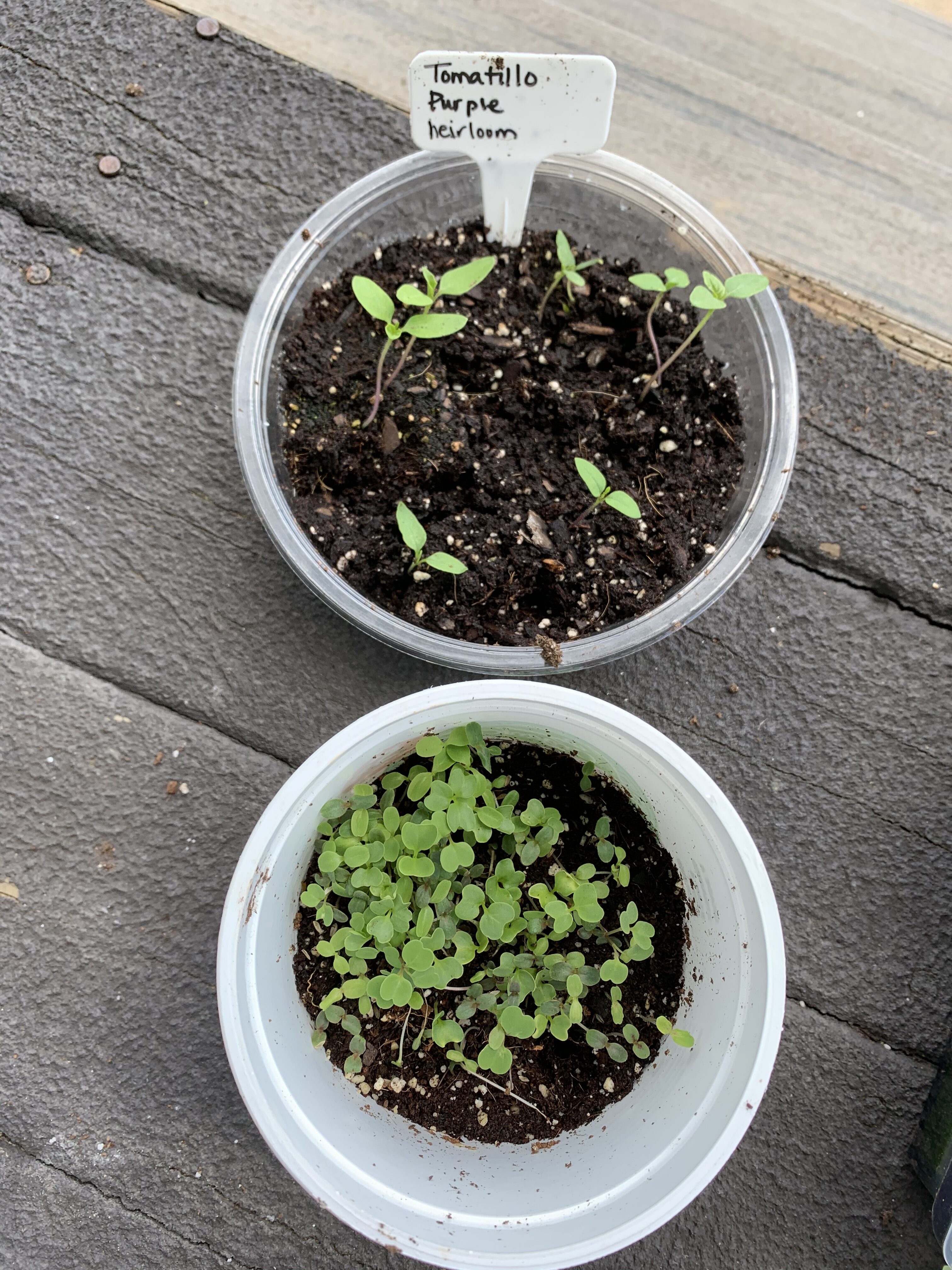 00AA58DB D4EA 4D06 AF3B 2A1E5FD627CB Cucumbers planted!