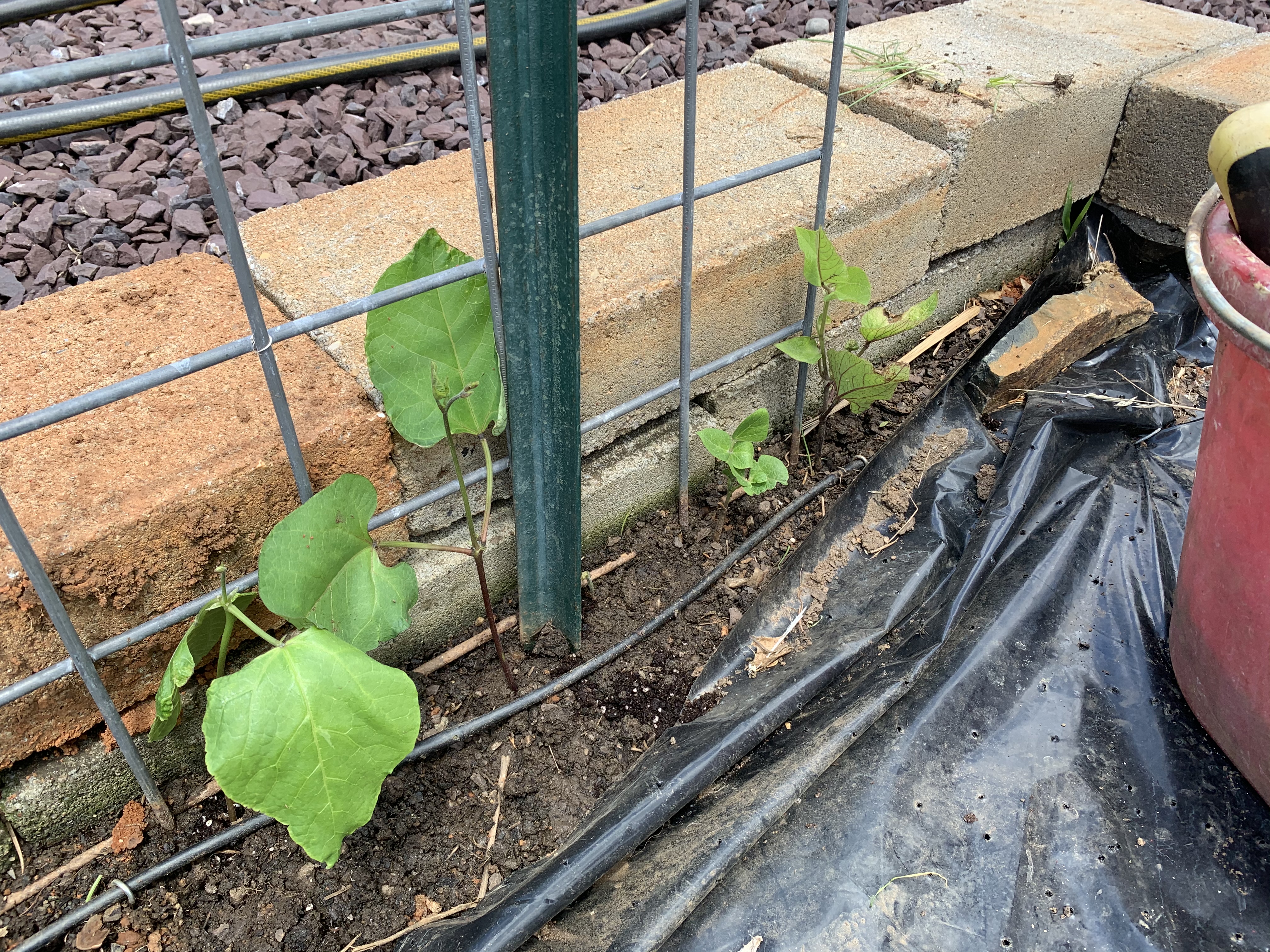 07FB02E1 B085 4052 BC70 60B79CAC73A9 Cucumbers planted!