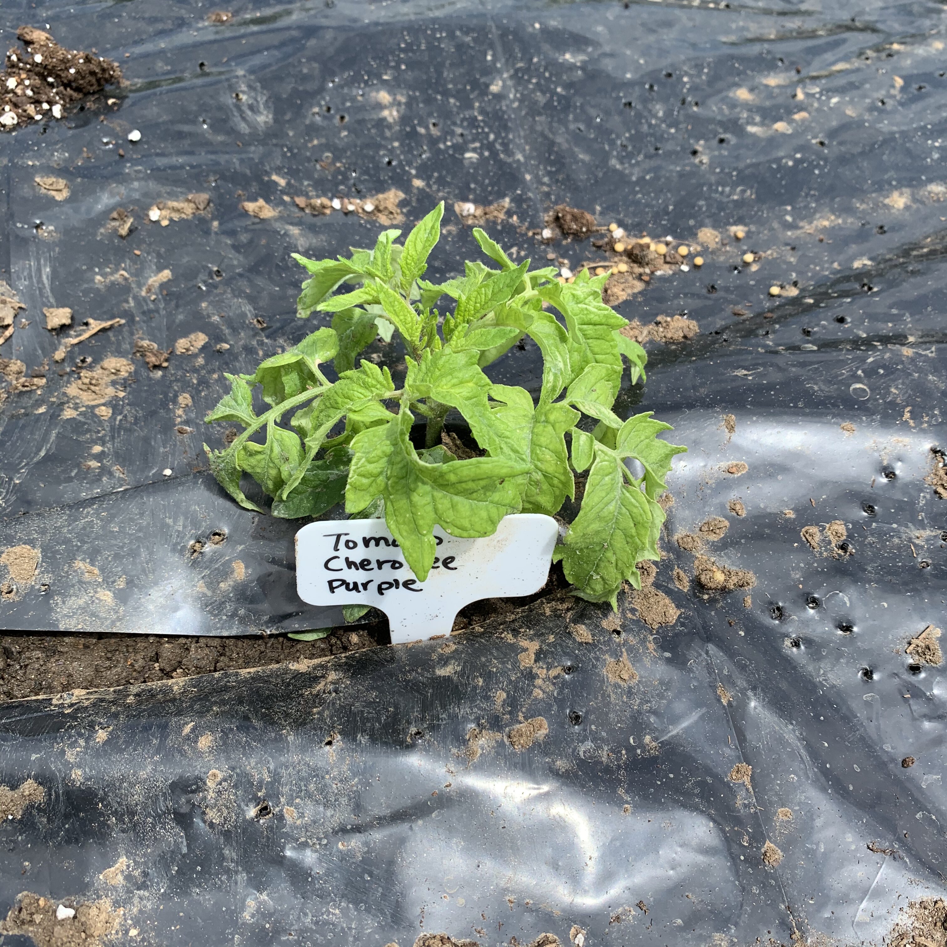 13E4E086 3459 492F 8668 B4885AC81431 Tomato planting day!